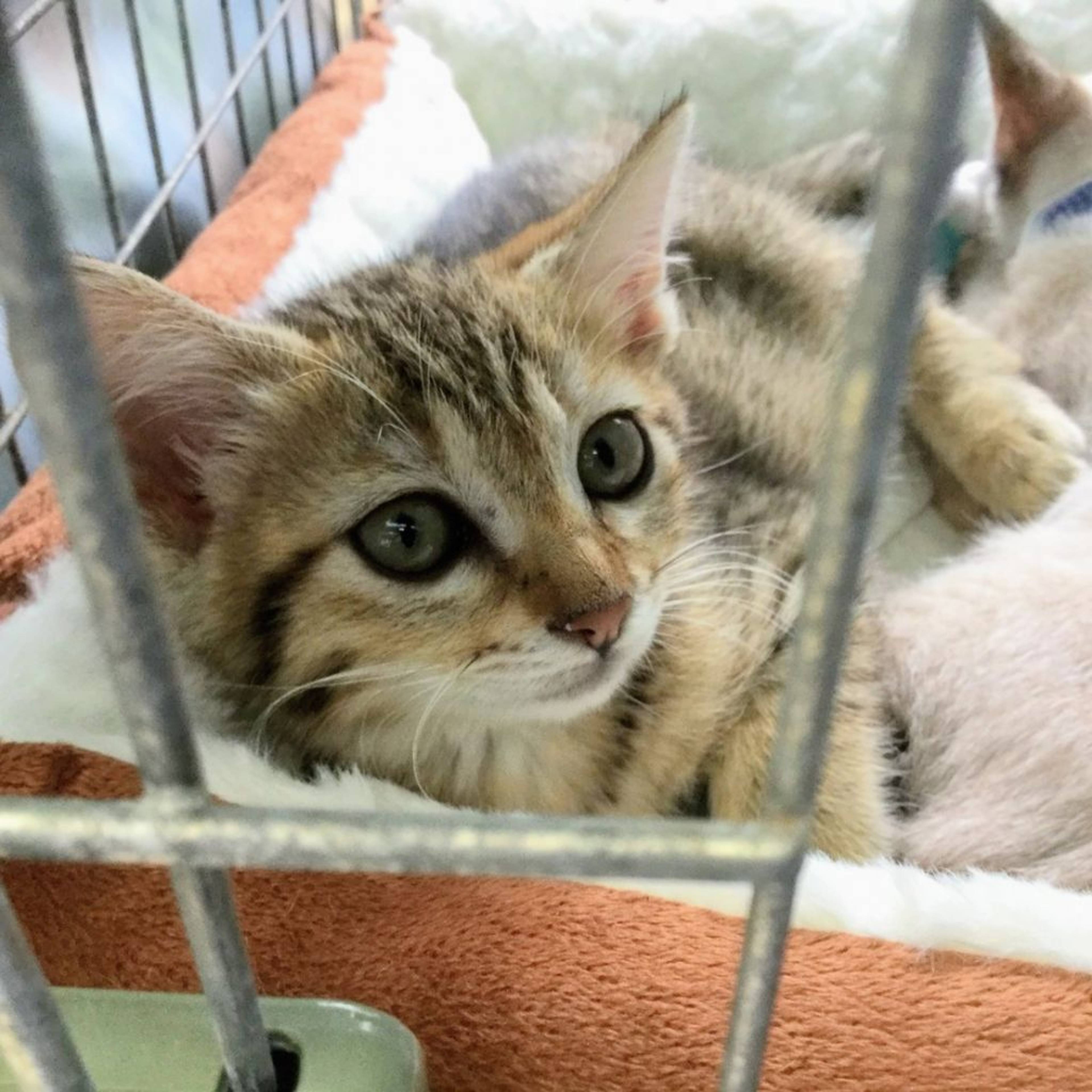 雑種（ミックス猫）・メスの里親募集の写真