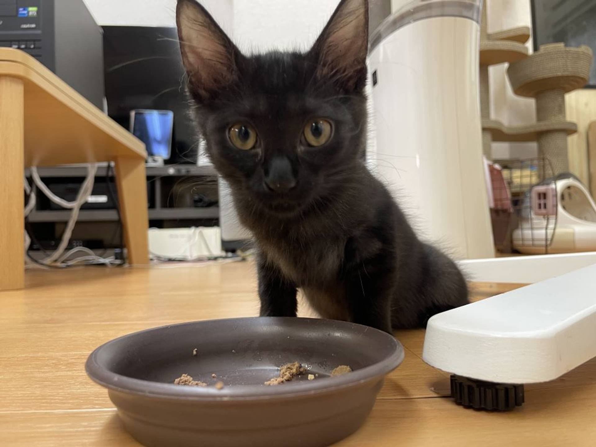 雑種（ミックス猫）・メスの里親募集の写真