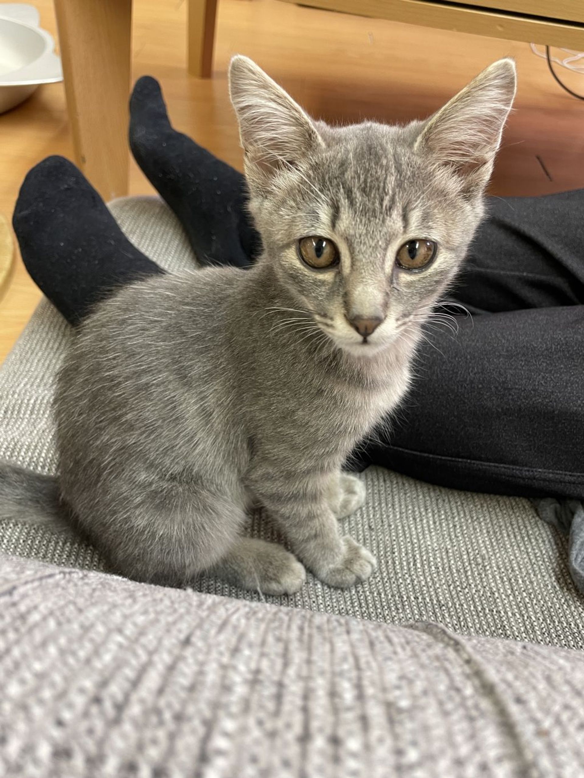 雑種（ミックス猫）・オスの里親募集の写真