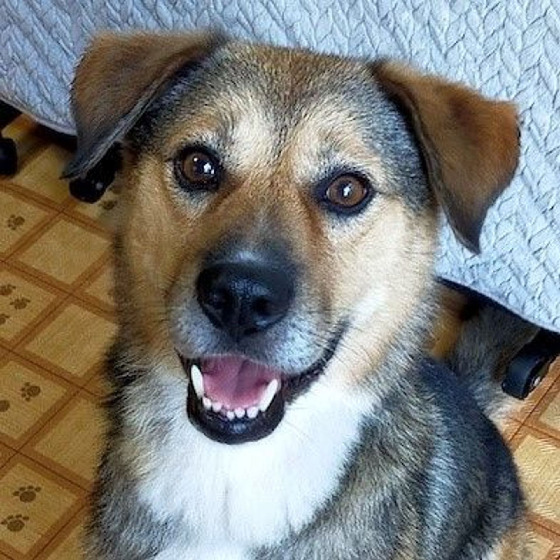 雑種（ミックス犬）・オスの里親募集の写真