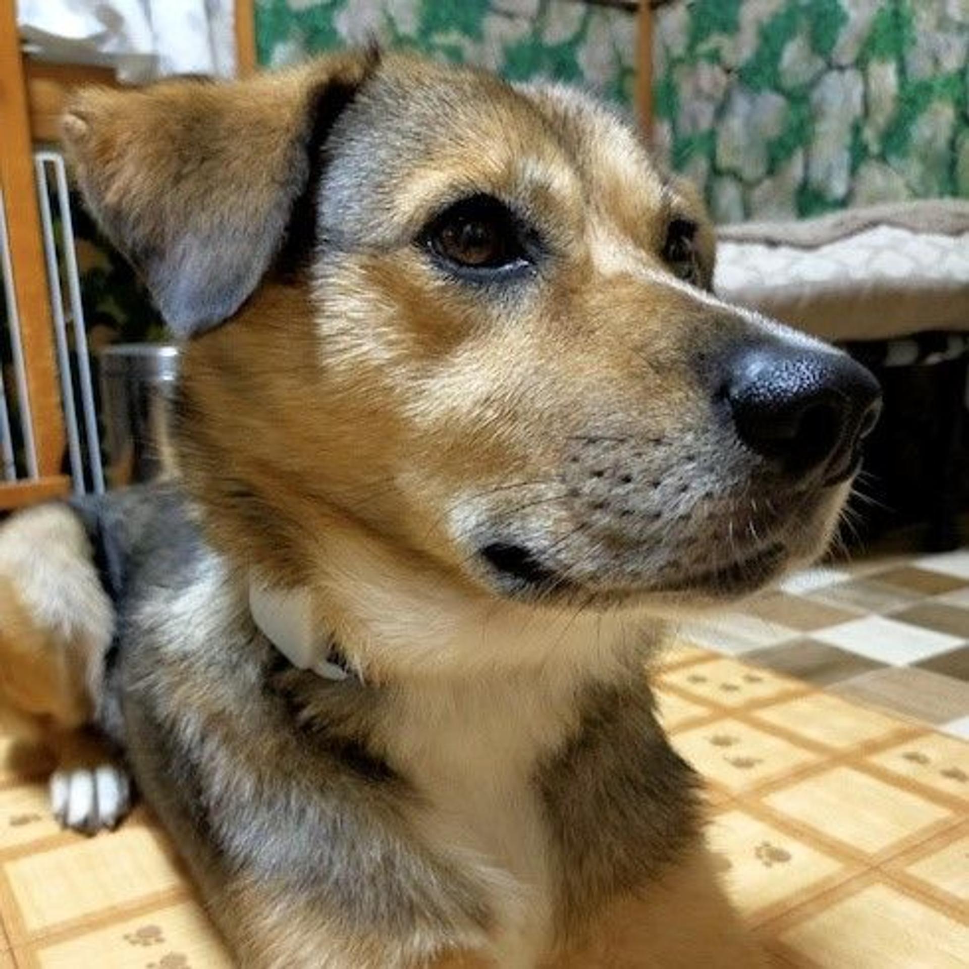 pet-image-2