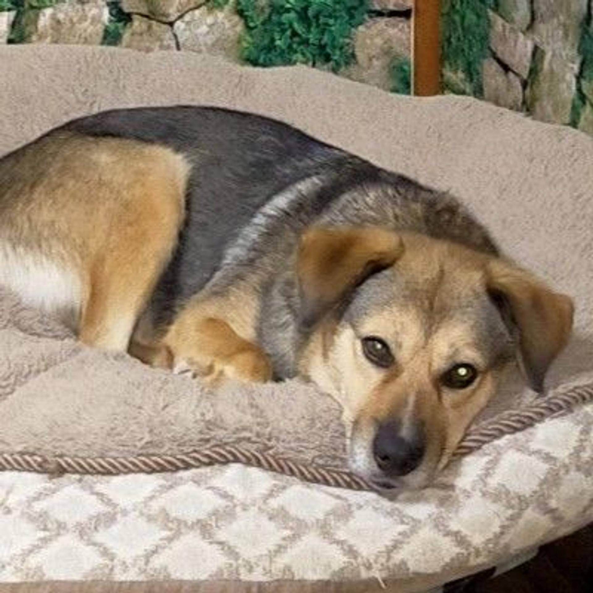pet-image-4