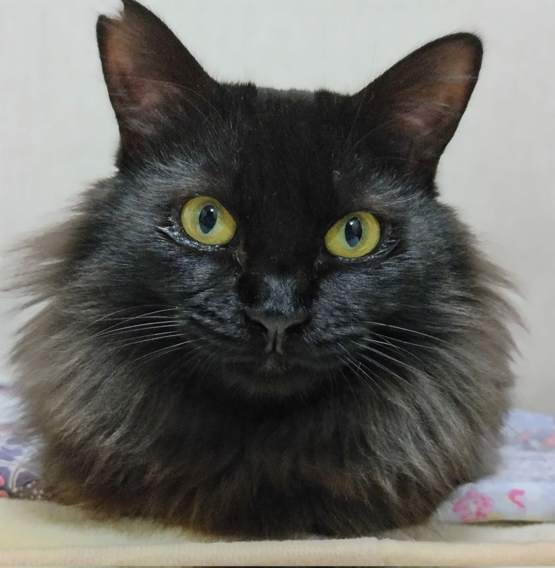 雑種（ミックス猫）・メスの里親募集の写真