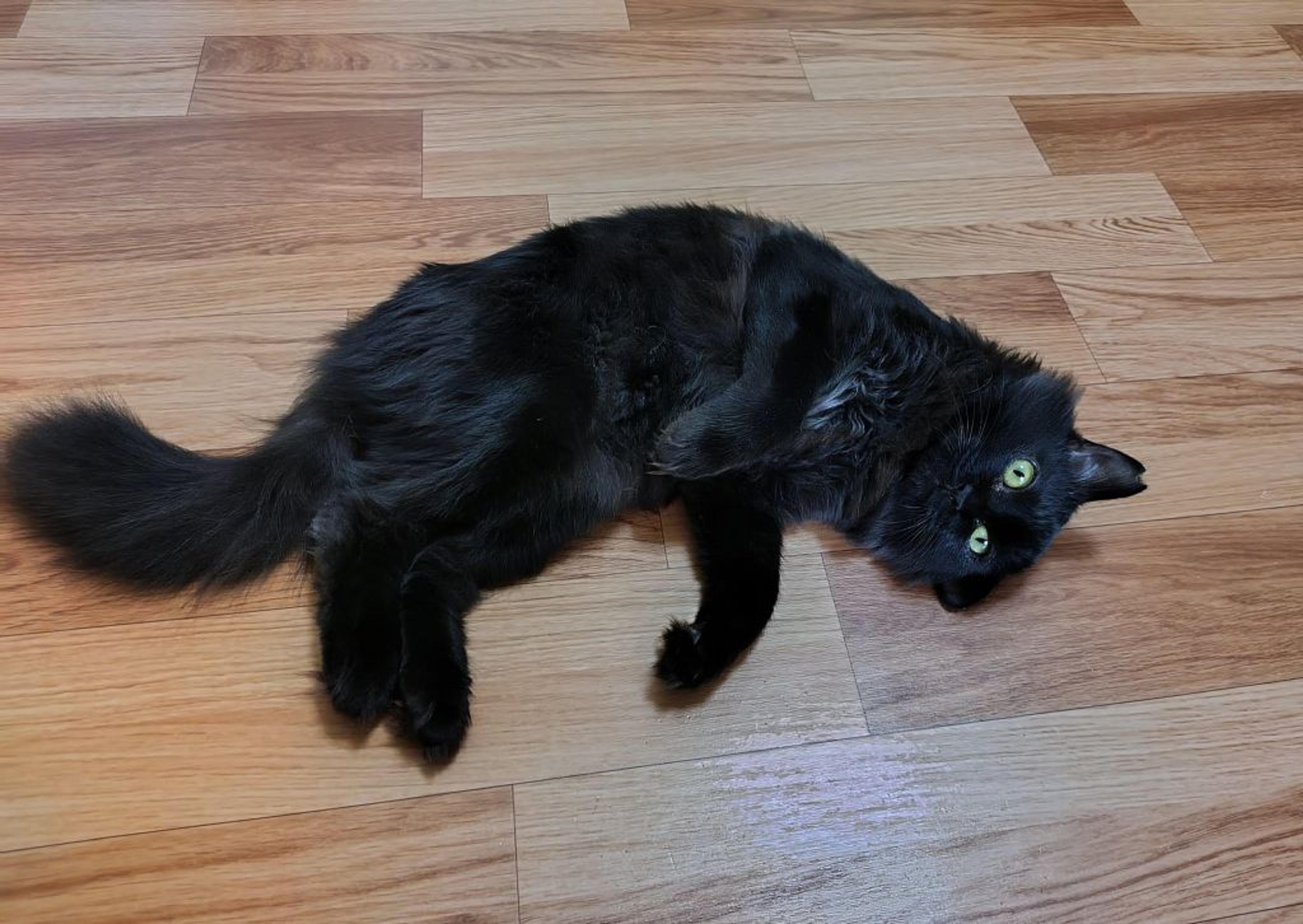 pet-image-2