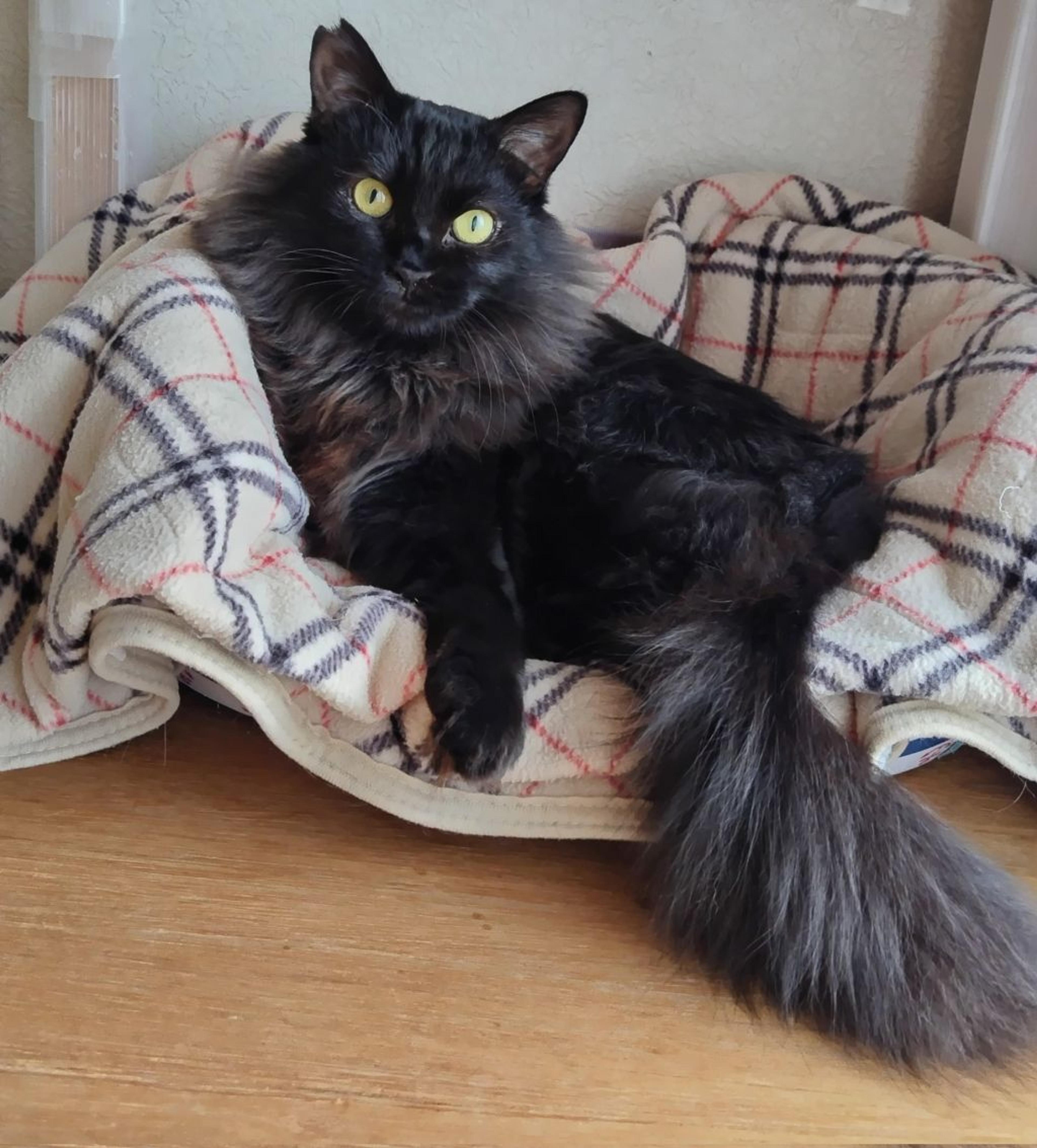 pet-image-3