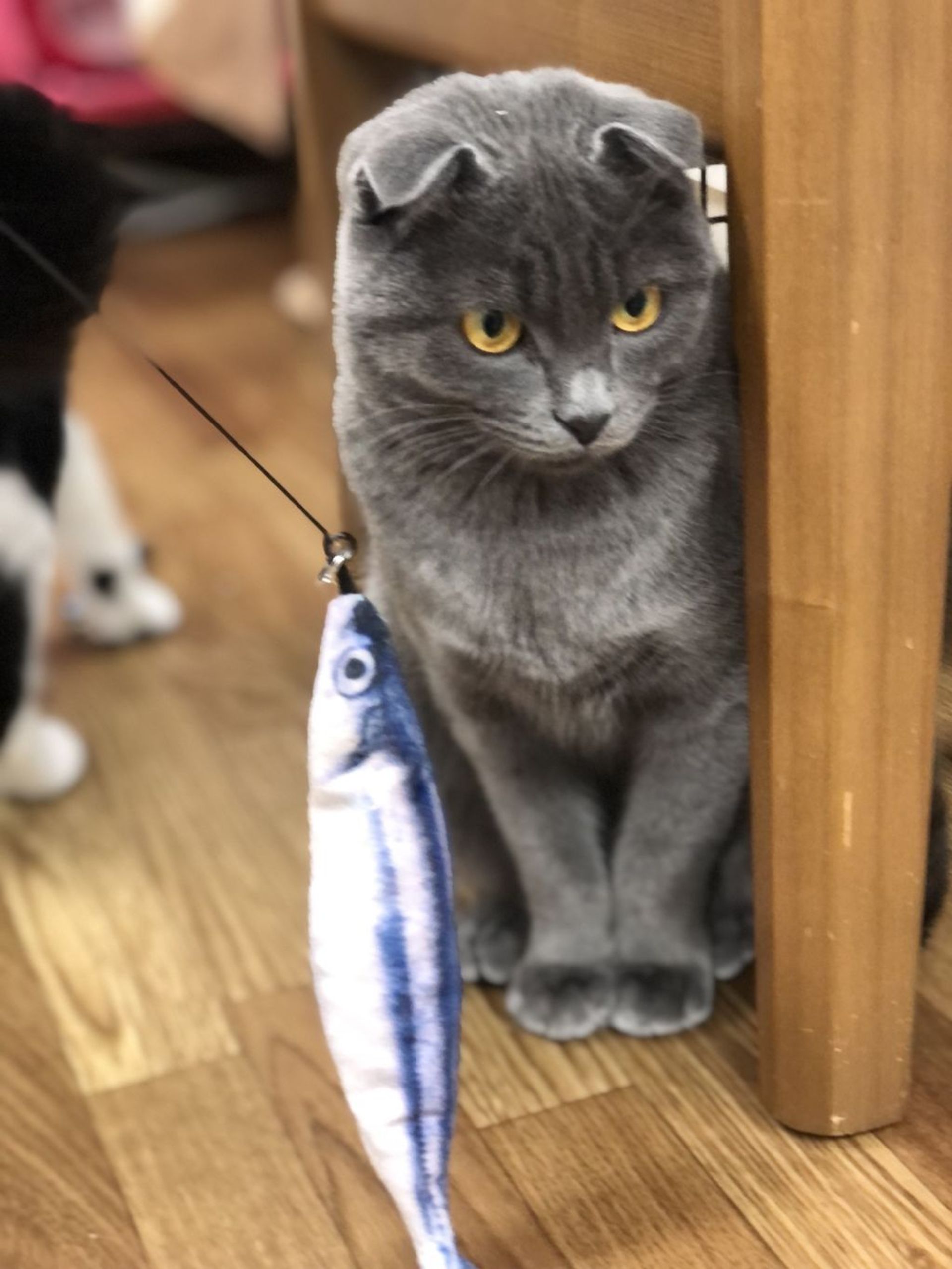 雑種（ミックス猫）・メスの里親募集の写真