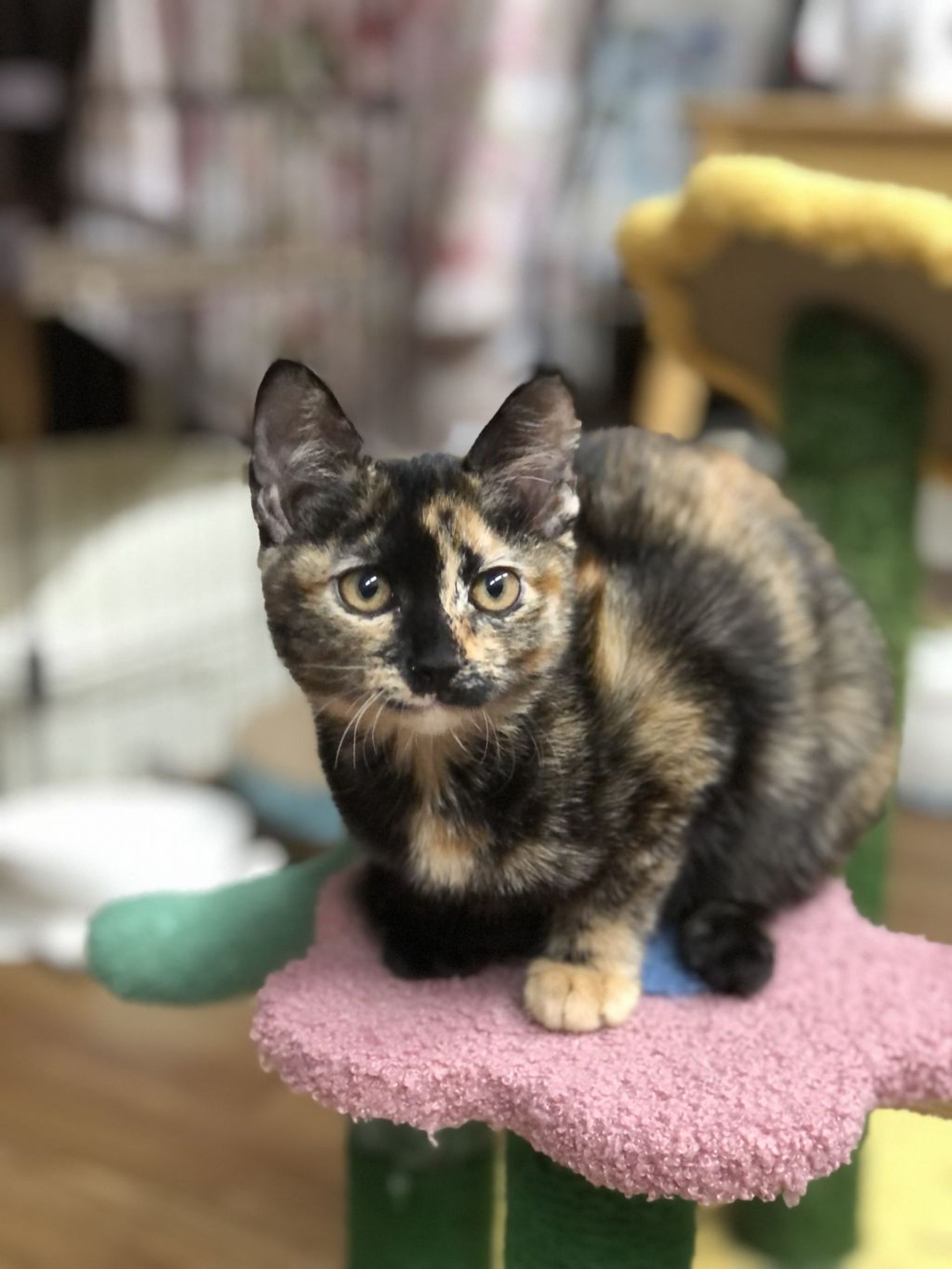 雑種（ミックス猫）・メスの里親募集の写真