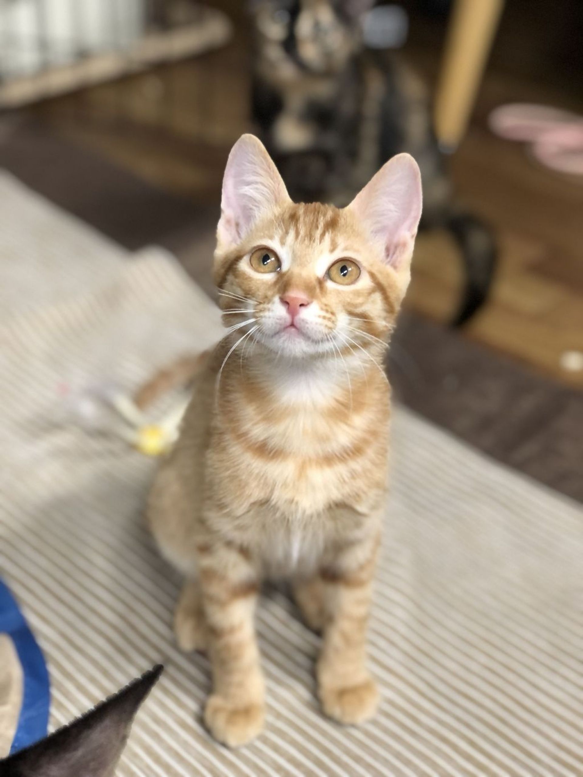 雑種（ミックス猫）・メスの里親募集の写真