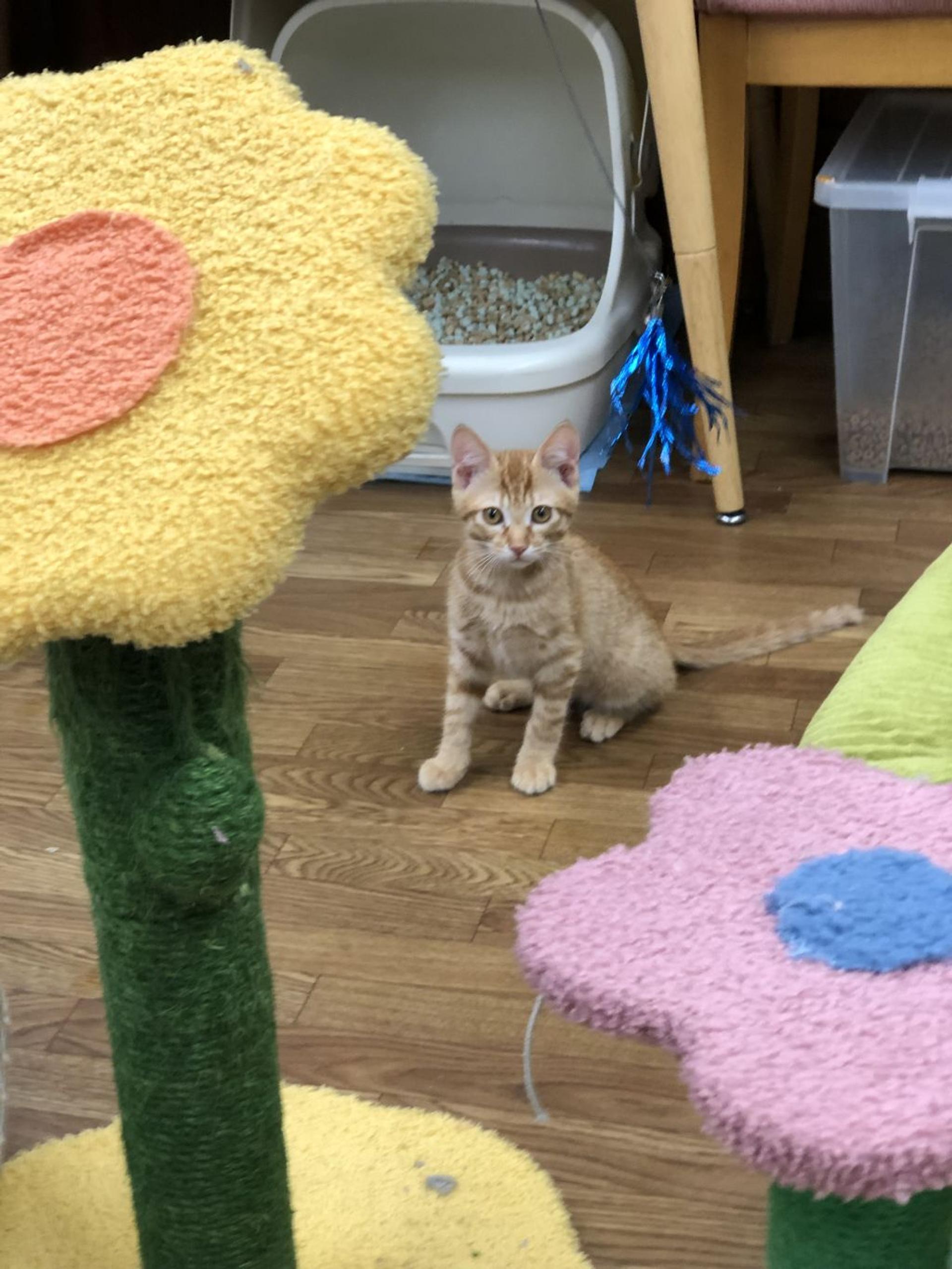 pet-image-2