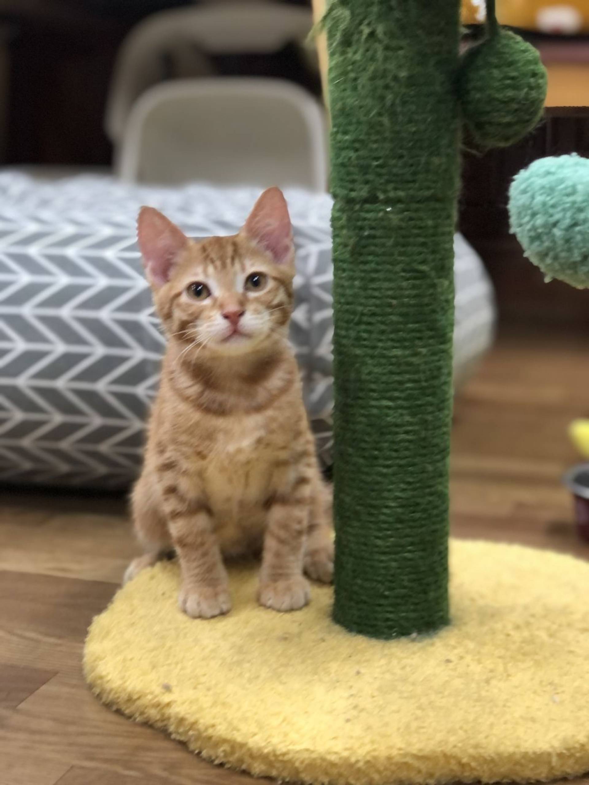 雑種（ミックス猫）・オスの里親募集の写真