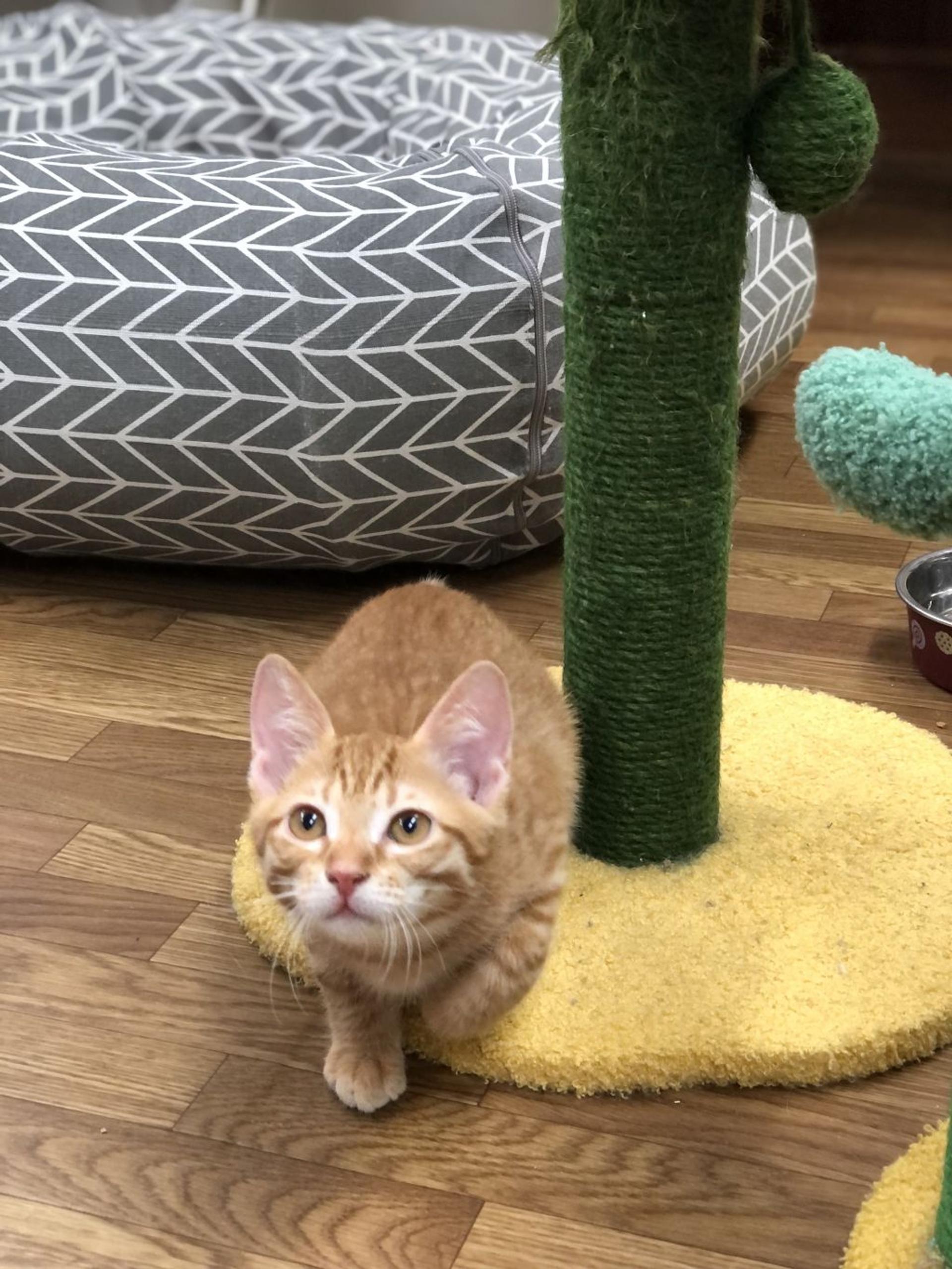 pet-image-2