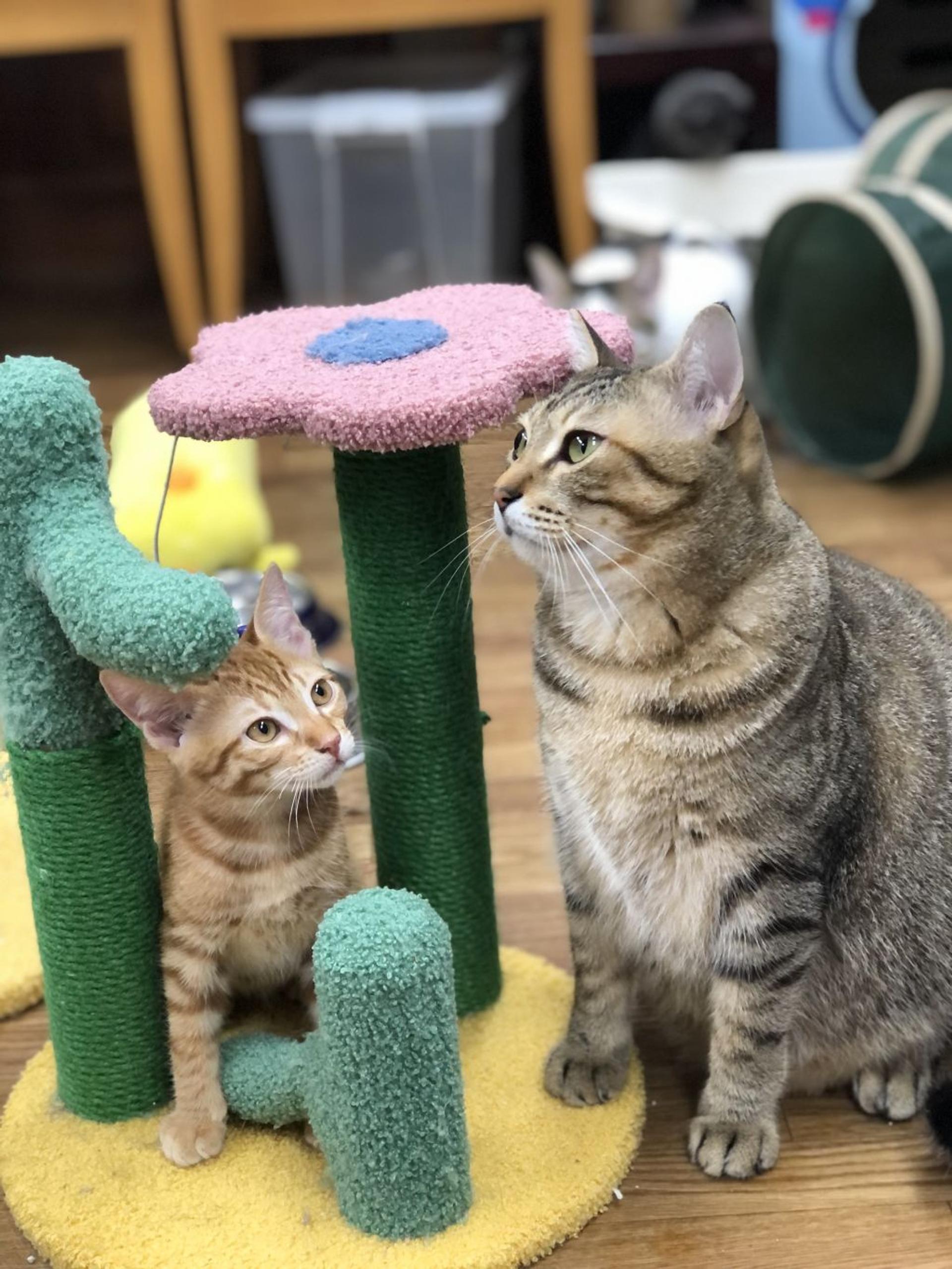 pet-image-3