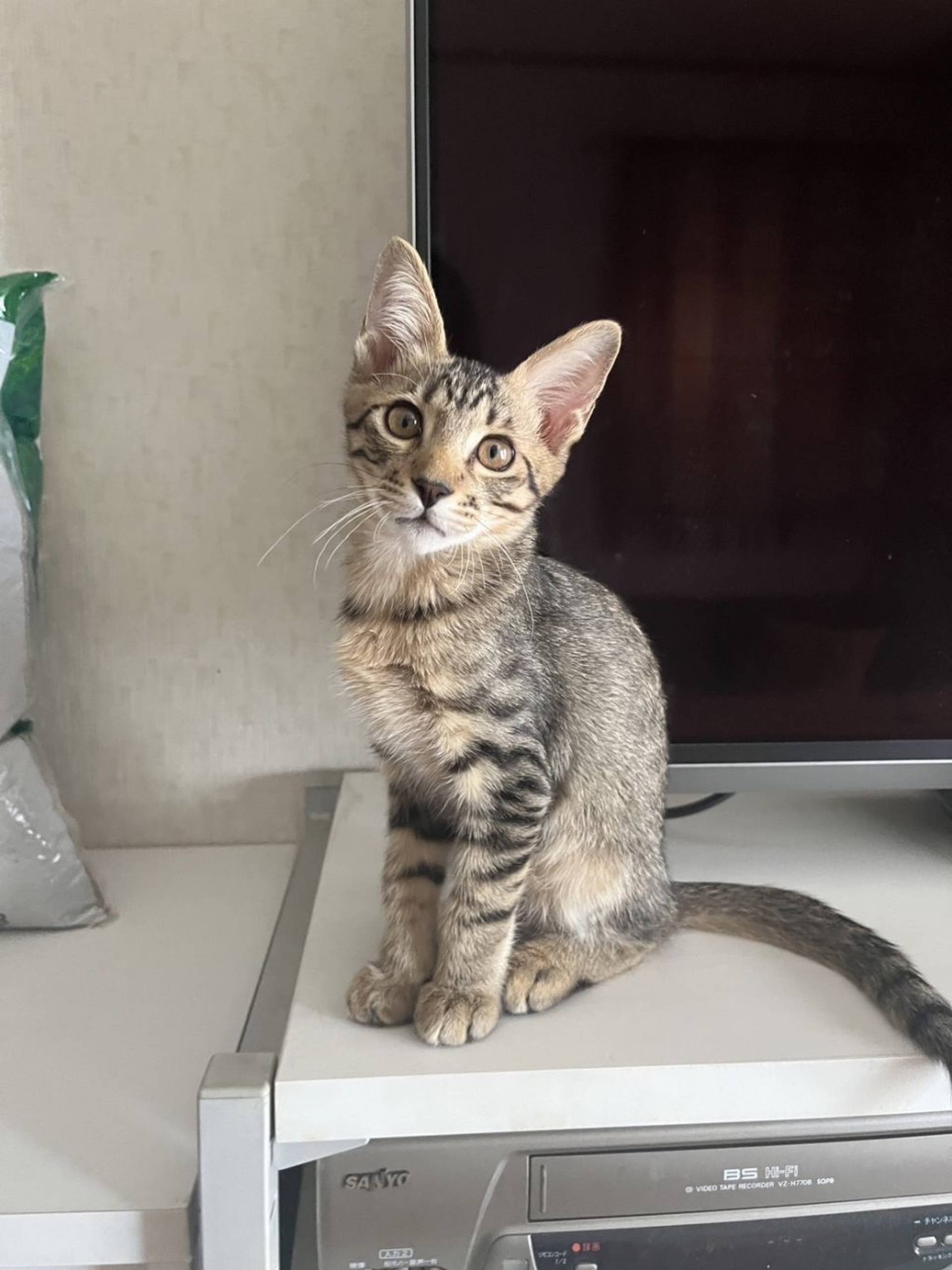 雑種（ミックス猫）・オスの里親募集の写真