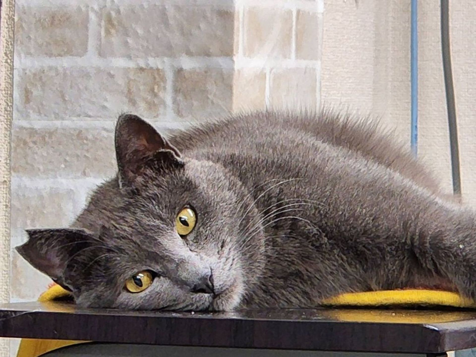 雑種（ミックス猫）・オスの里親募集の写真