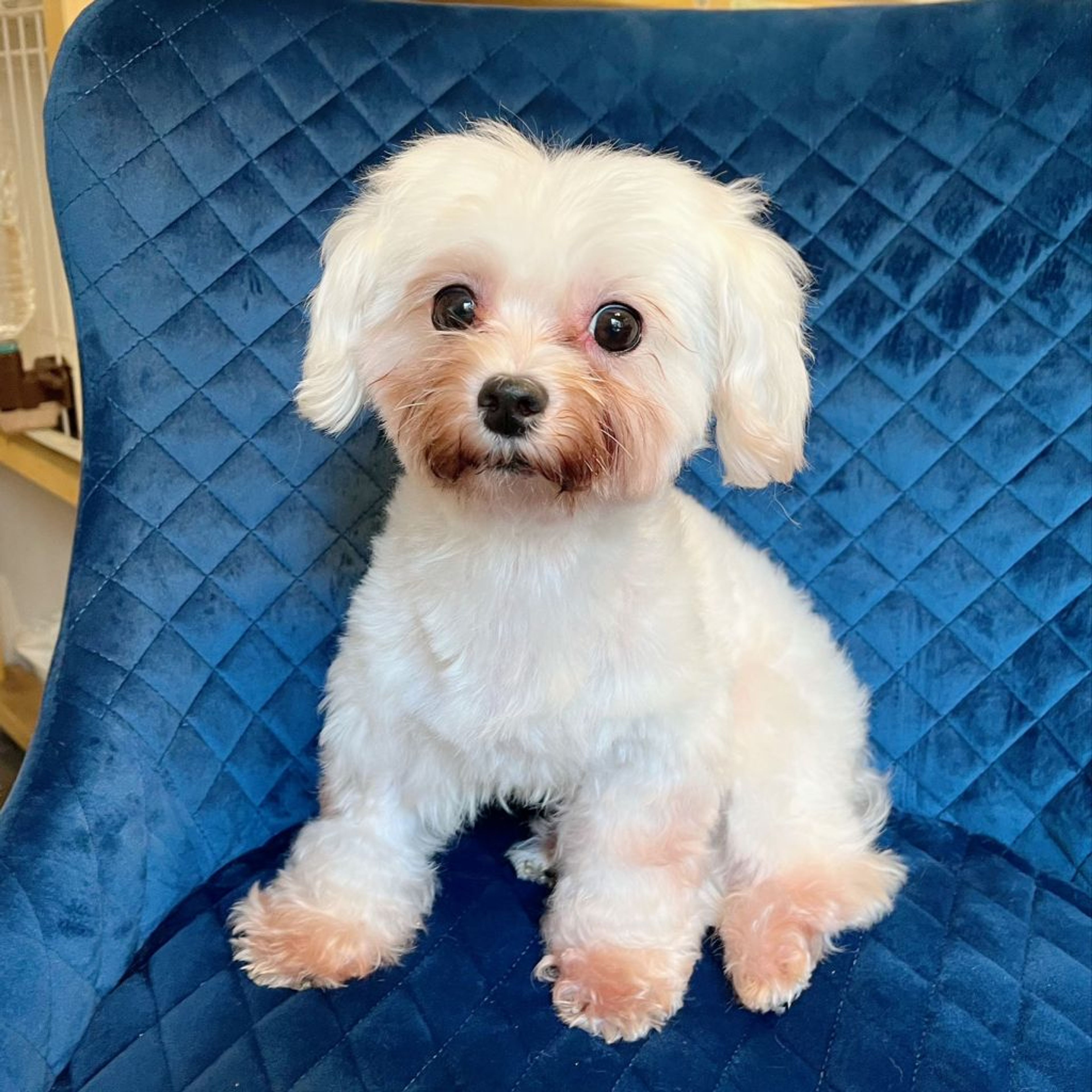 pet-image-4