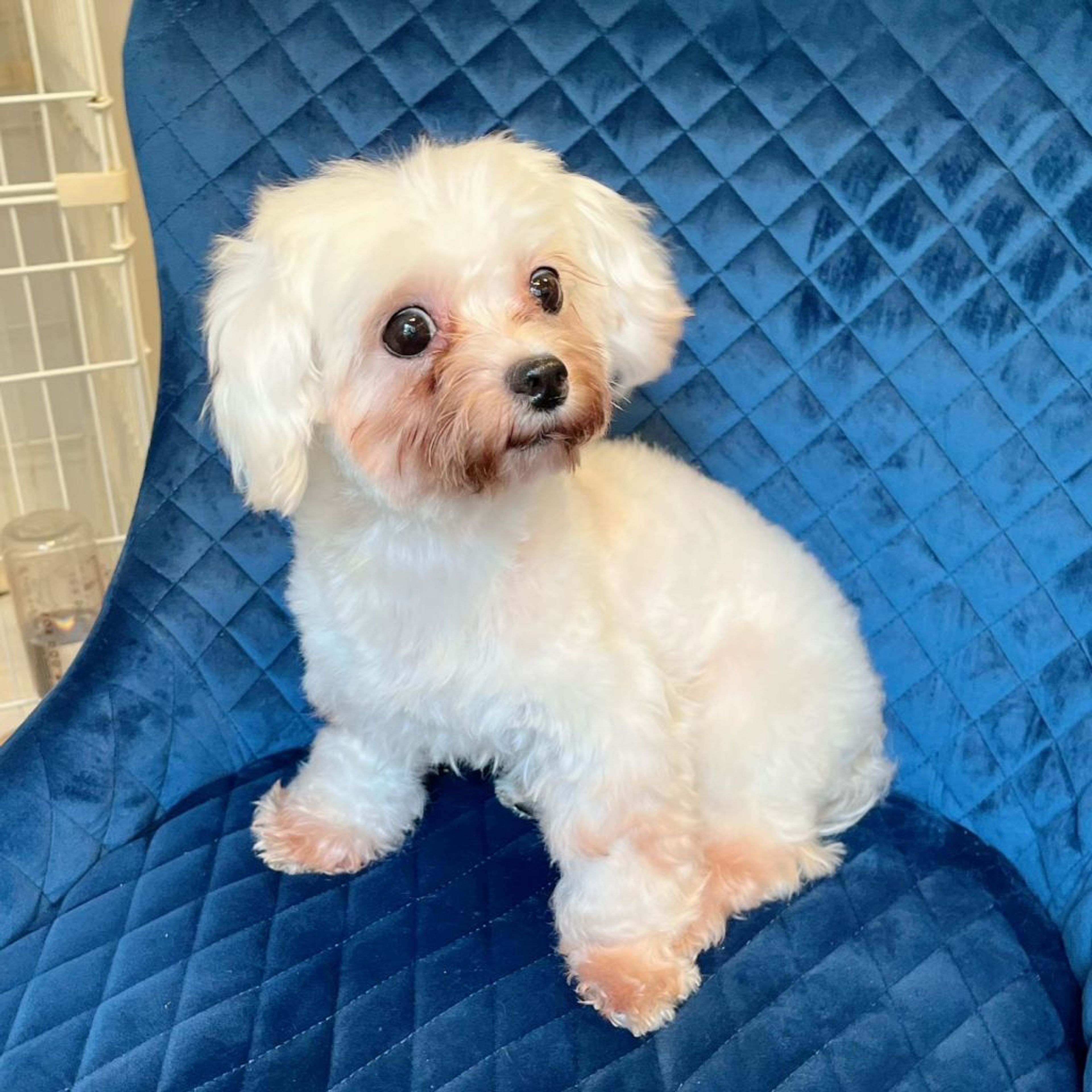 pet-image-5
