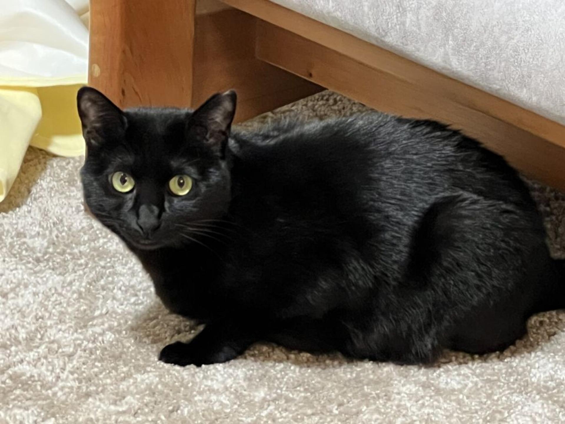 pet-image-2