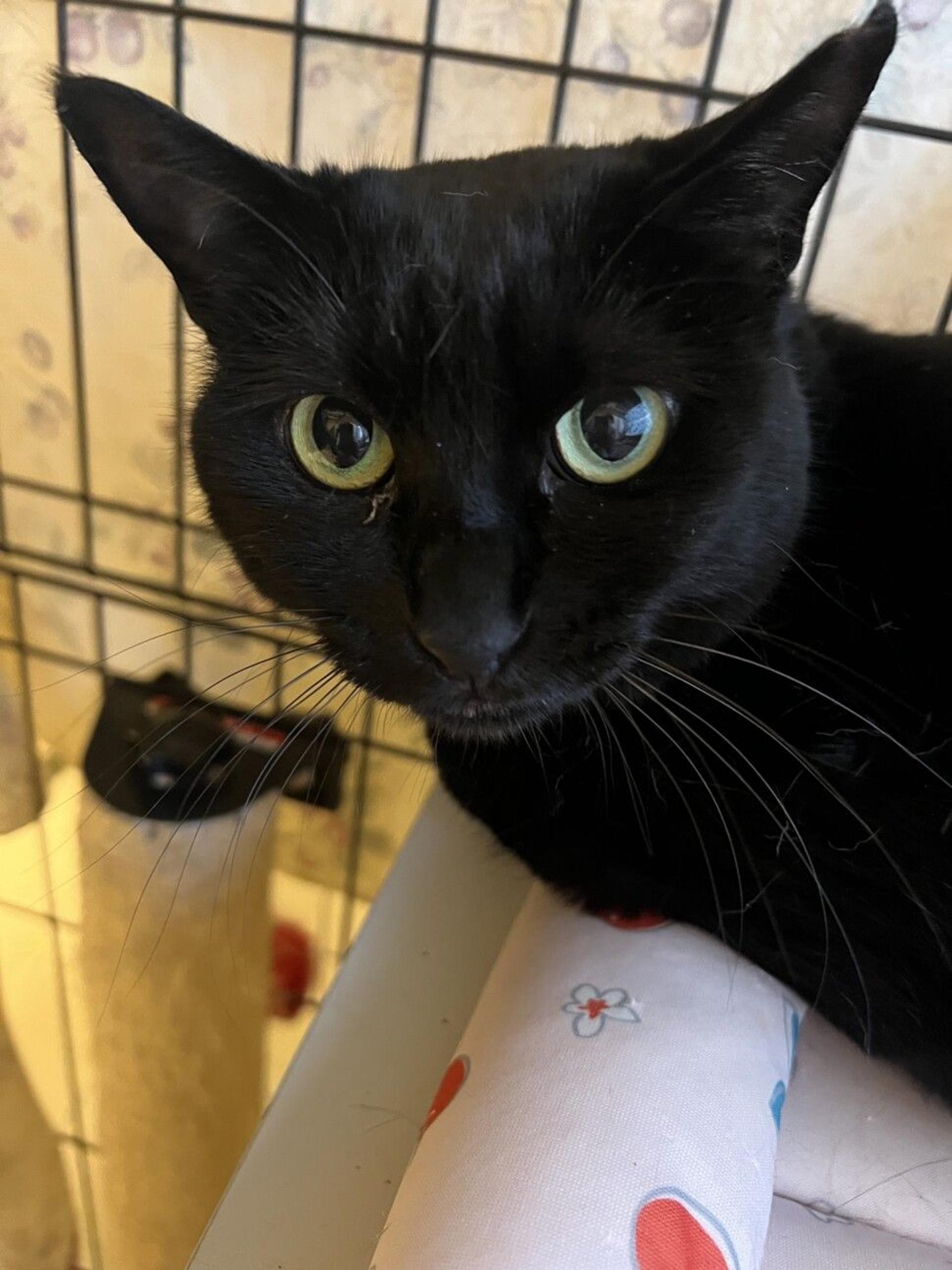 pet-image-3