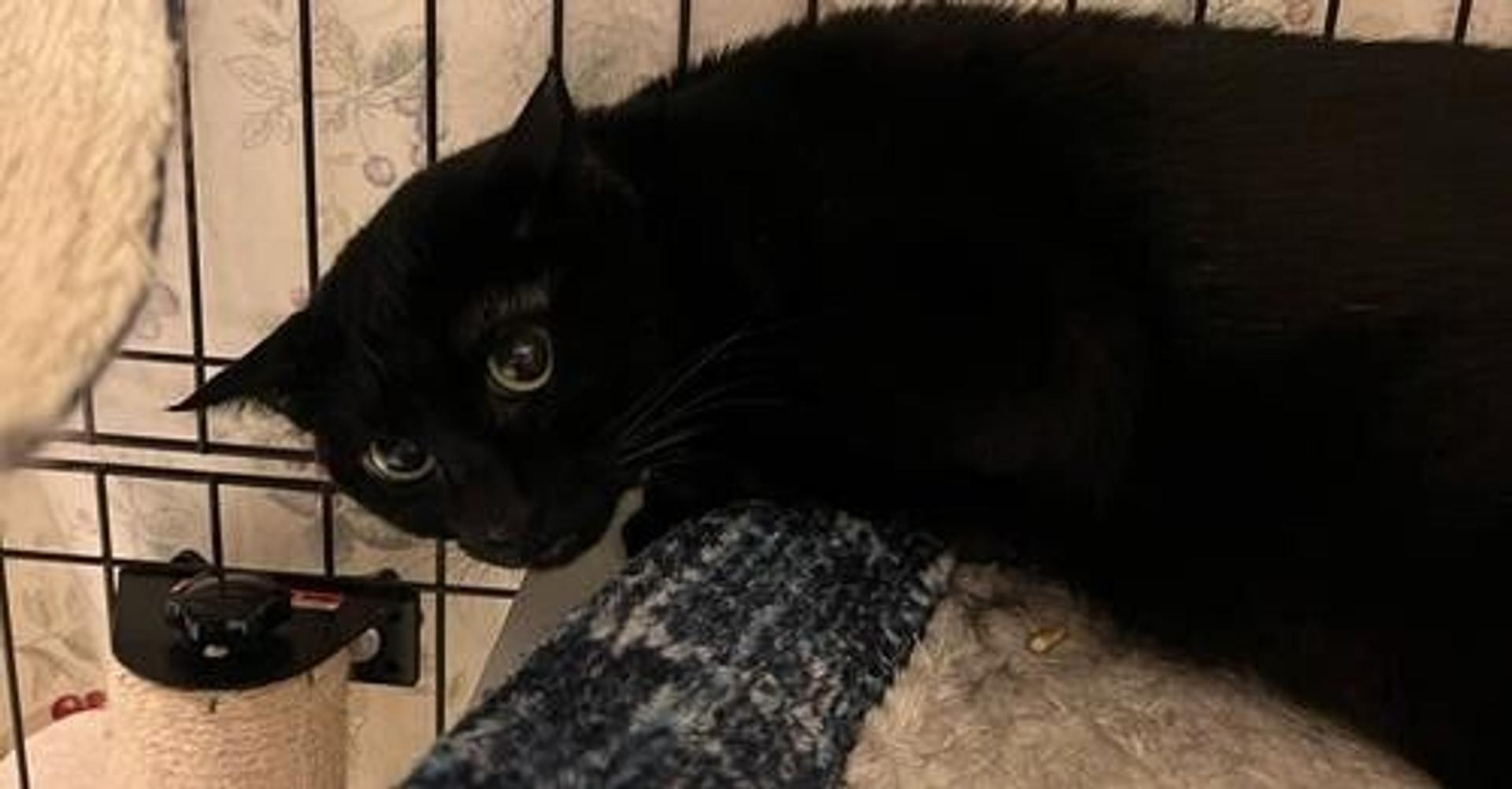 pet-image-4