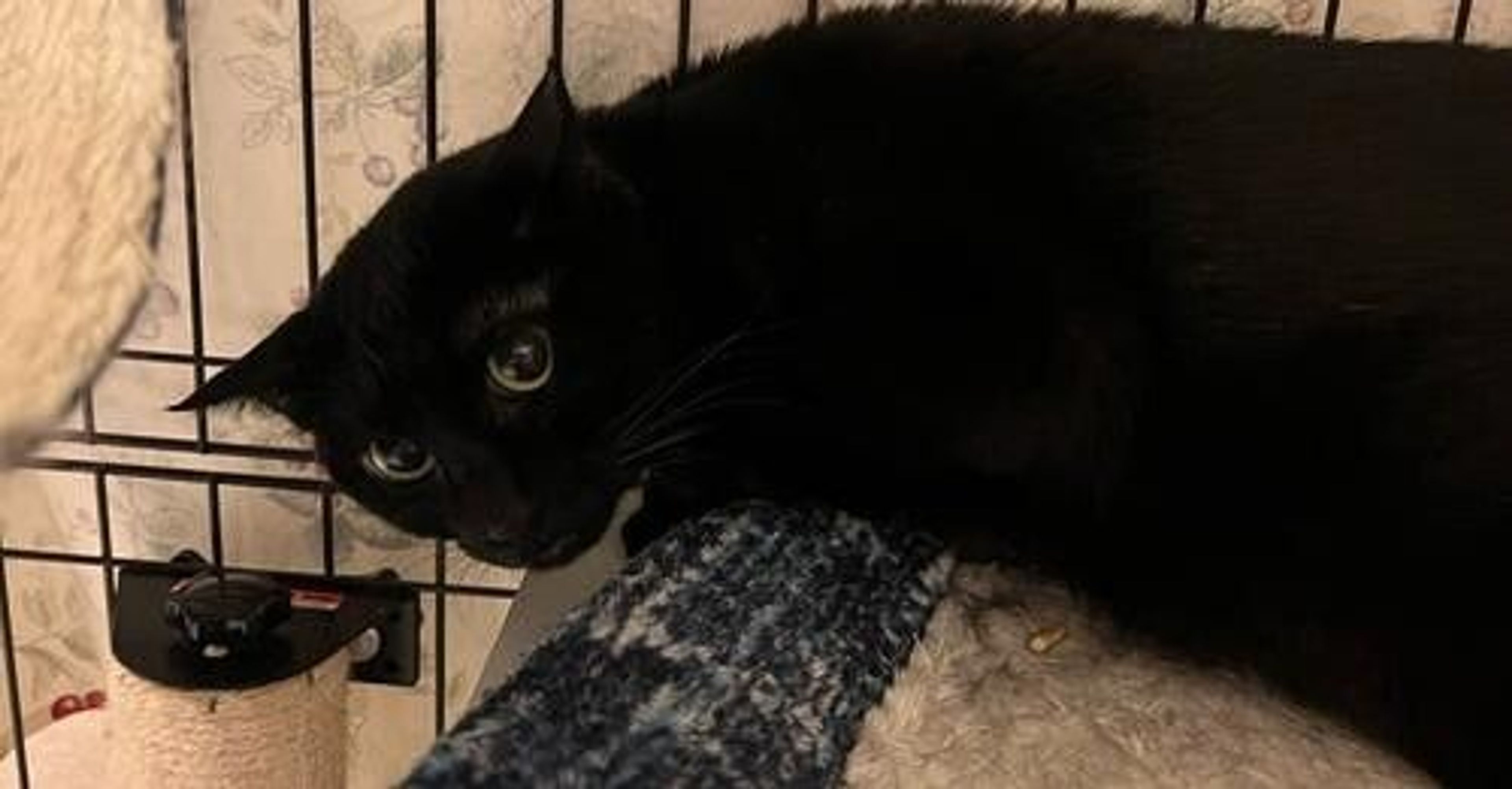 pet-image-4