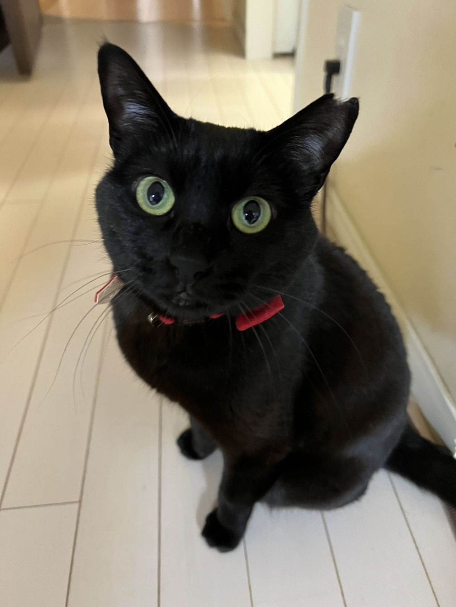 雑種（ミックス猫）・メスの里親募集の写真