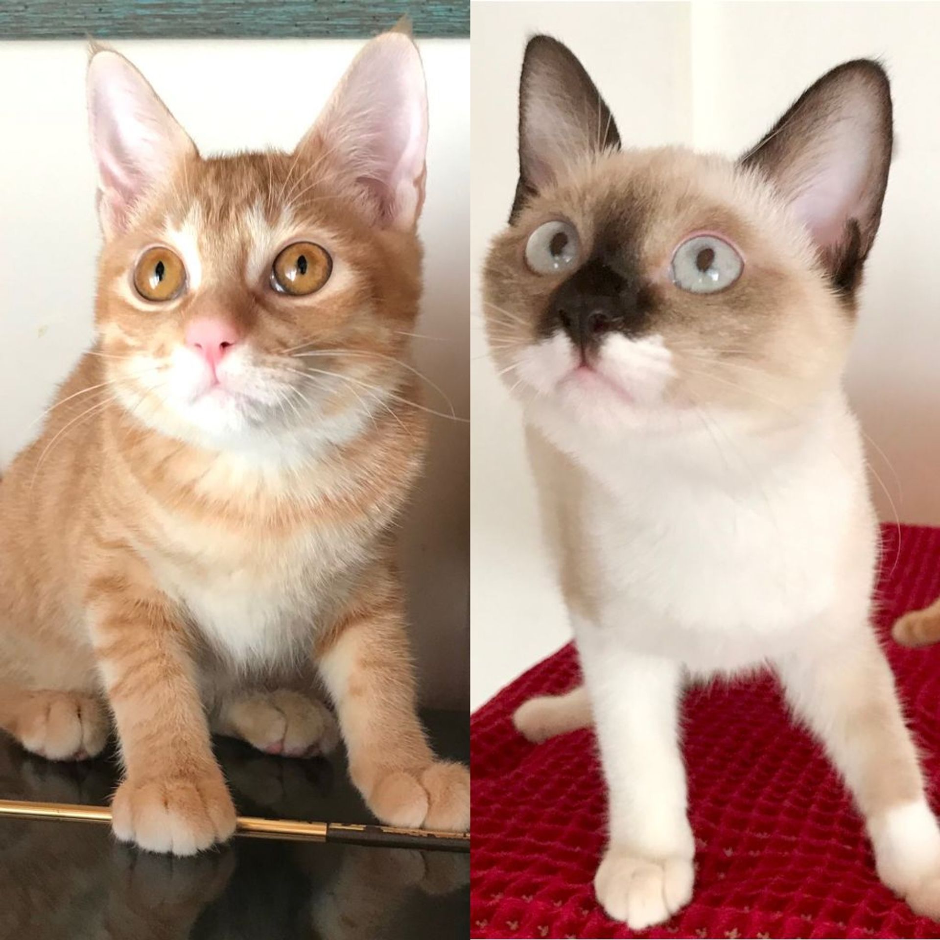 雑種（ミックス猫）・メスの里親募集の写真