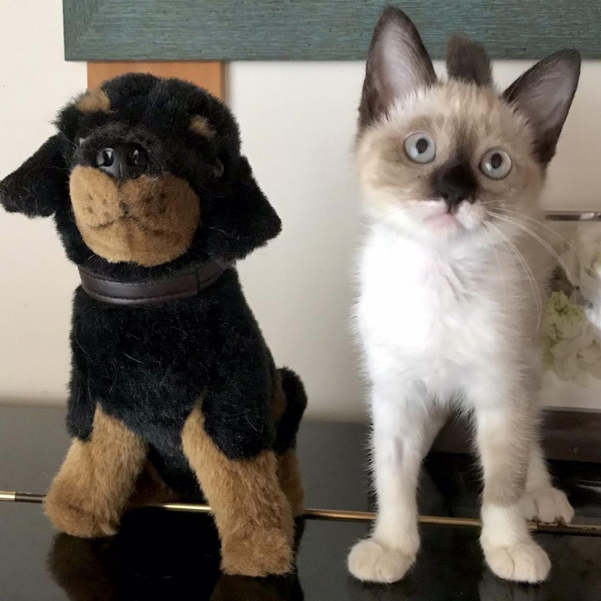 pet-image-2