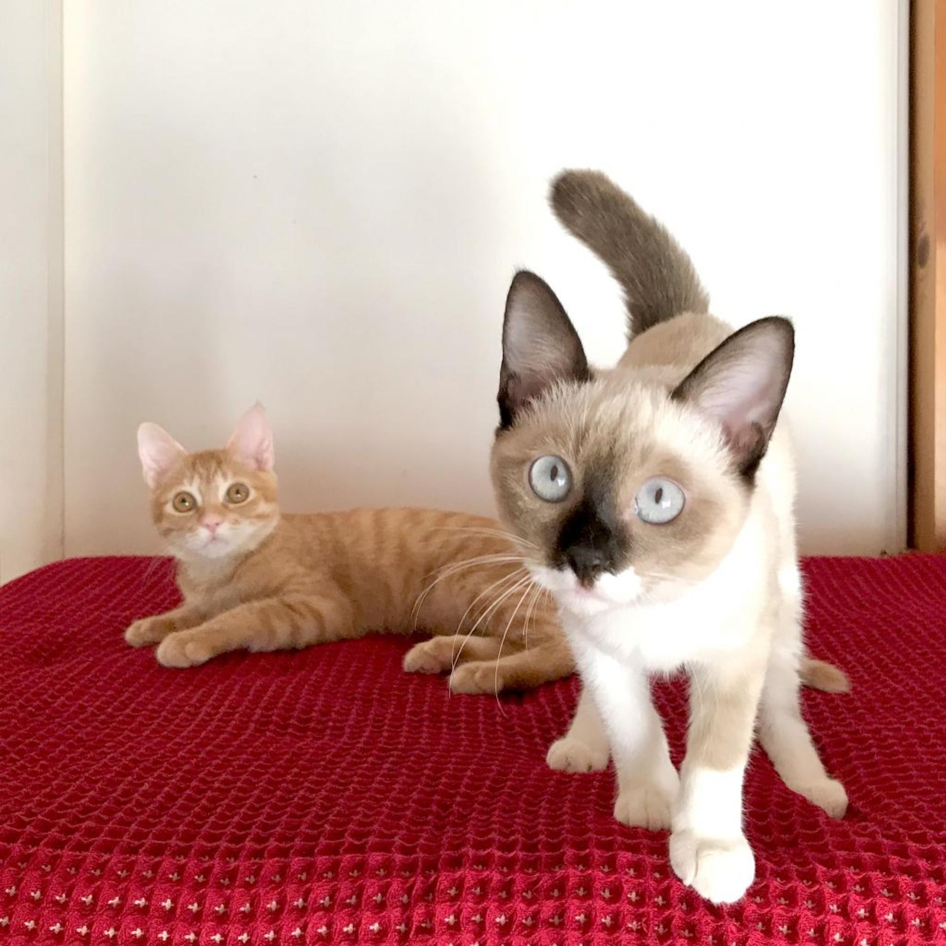 pet-image-4