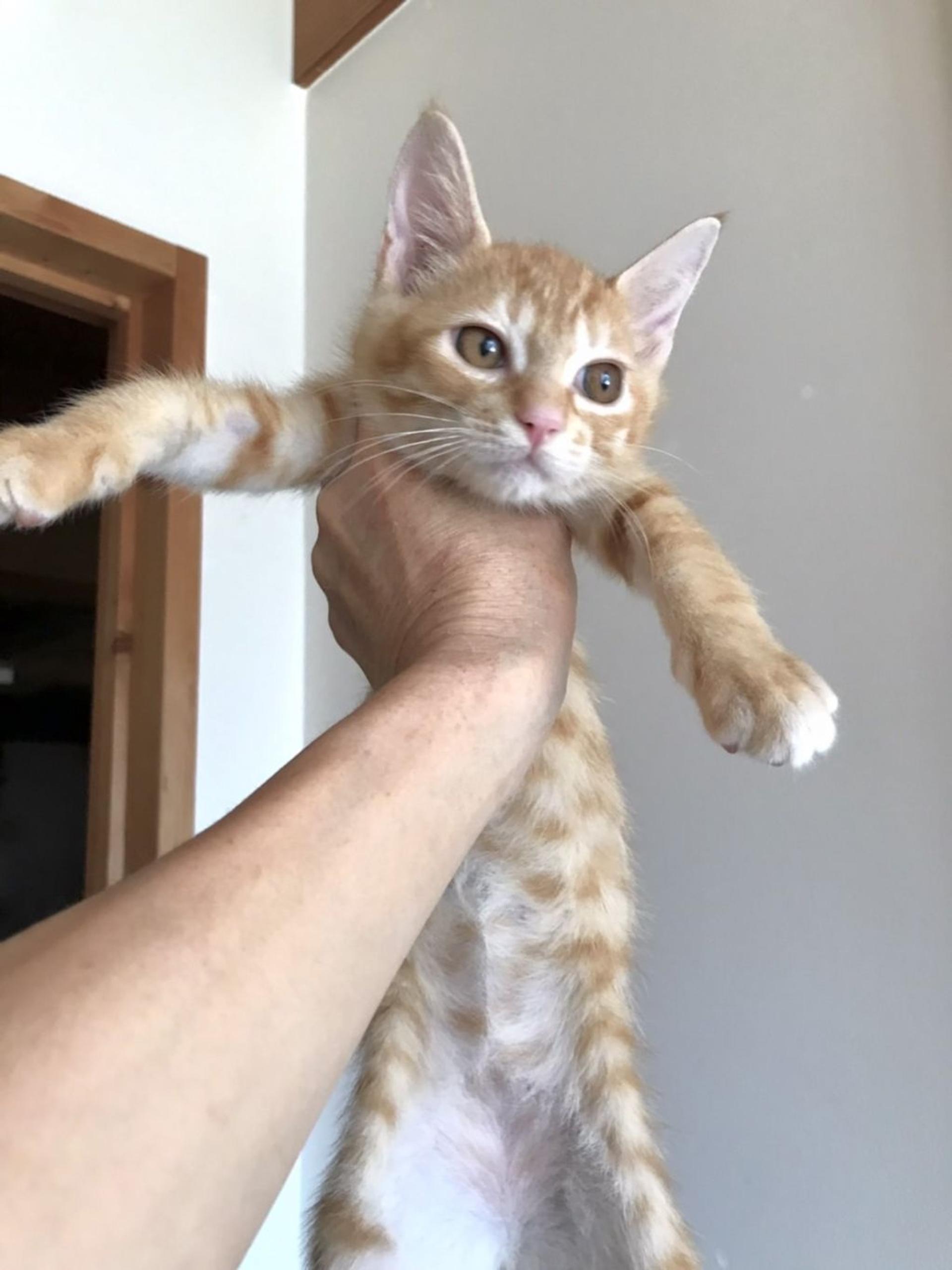 pet-image-5
