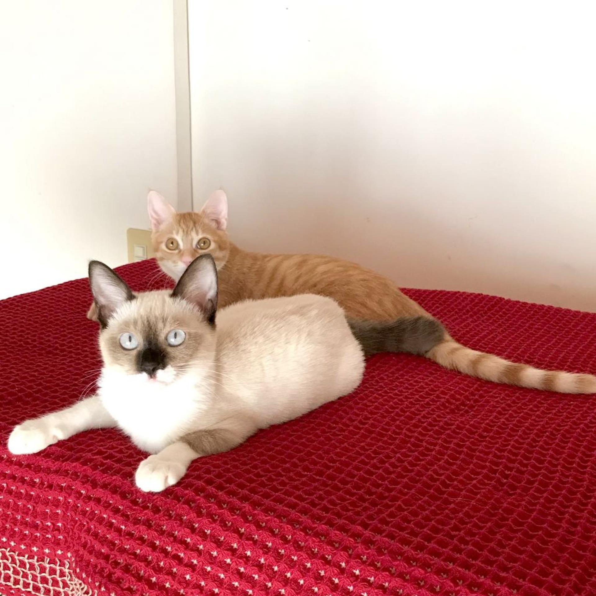 pet-image-6