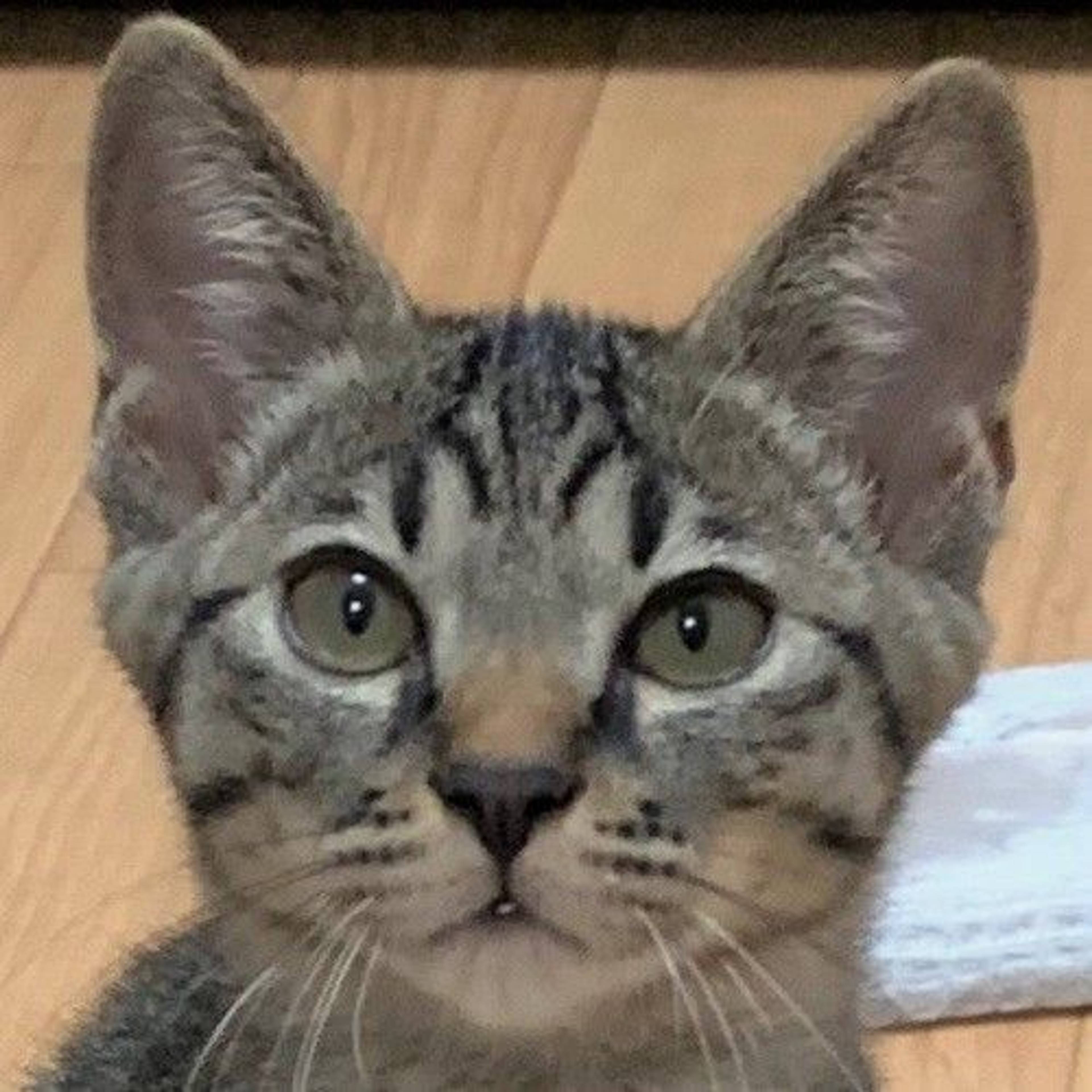 雑種（ミックス猫）・オスの里親募集の写真