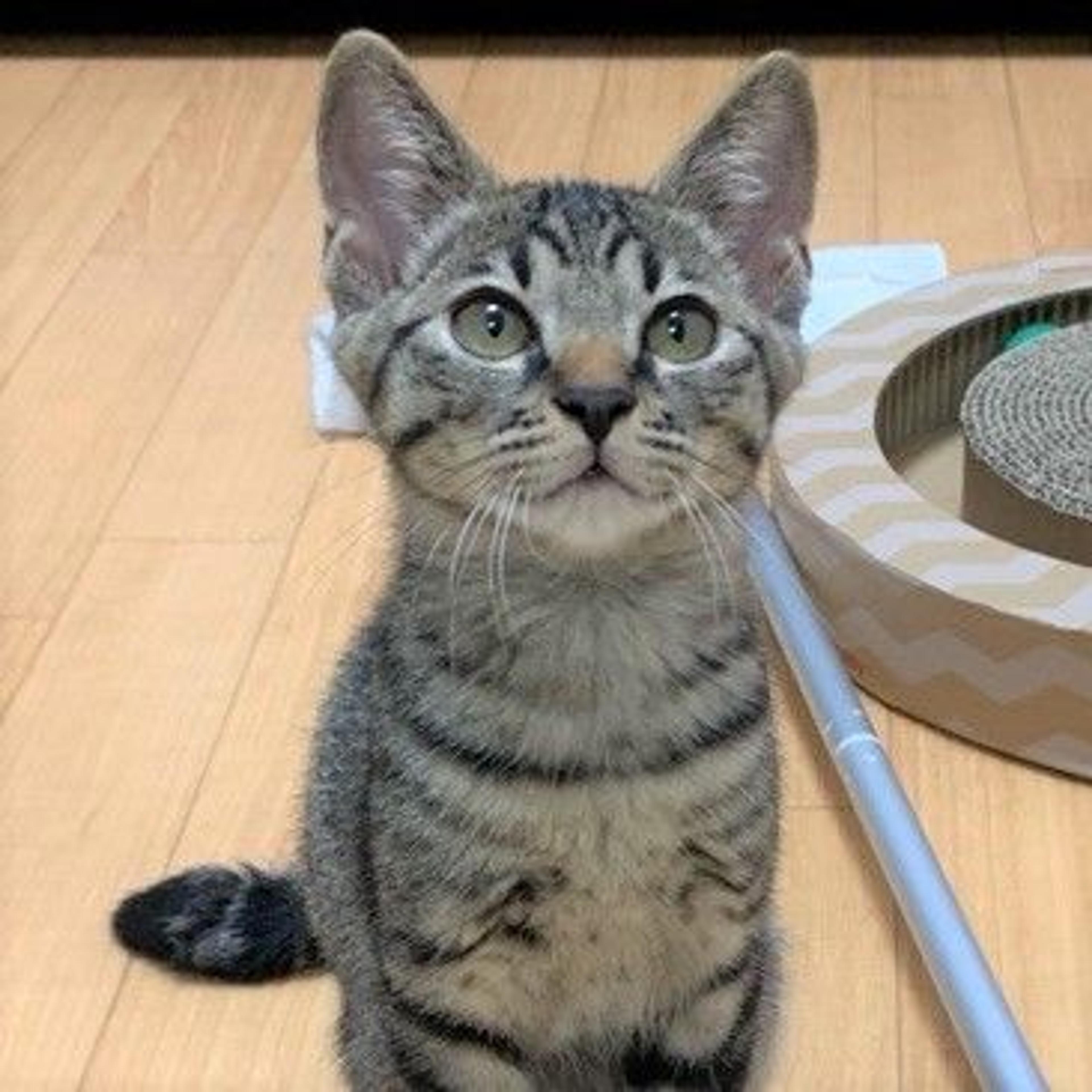pet-image-2