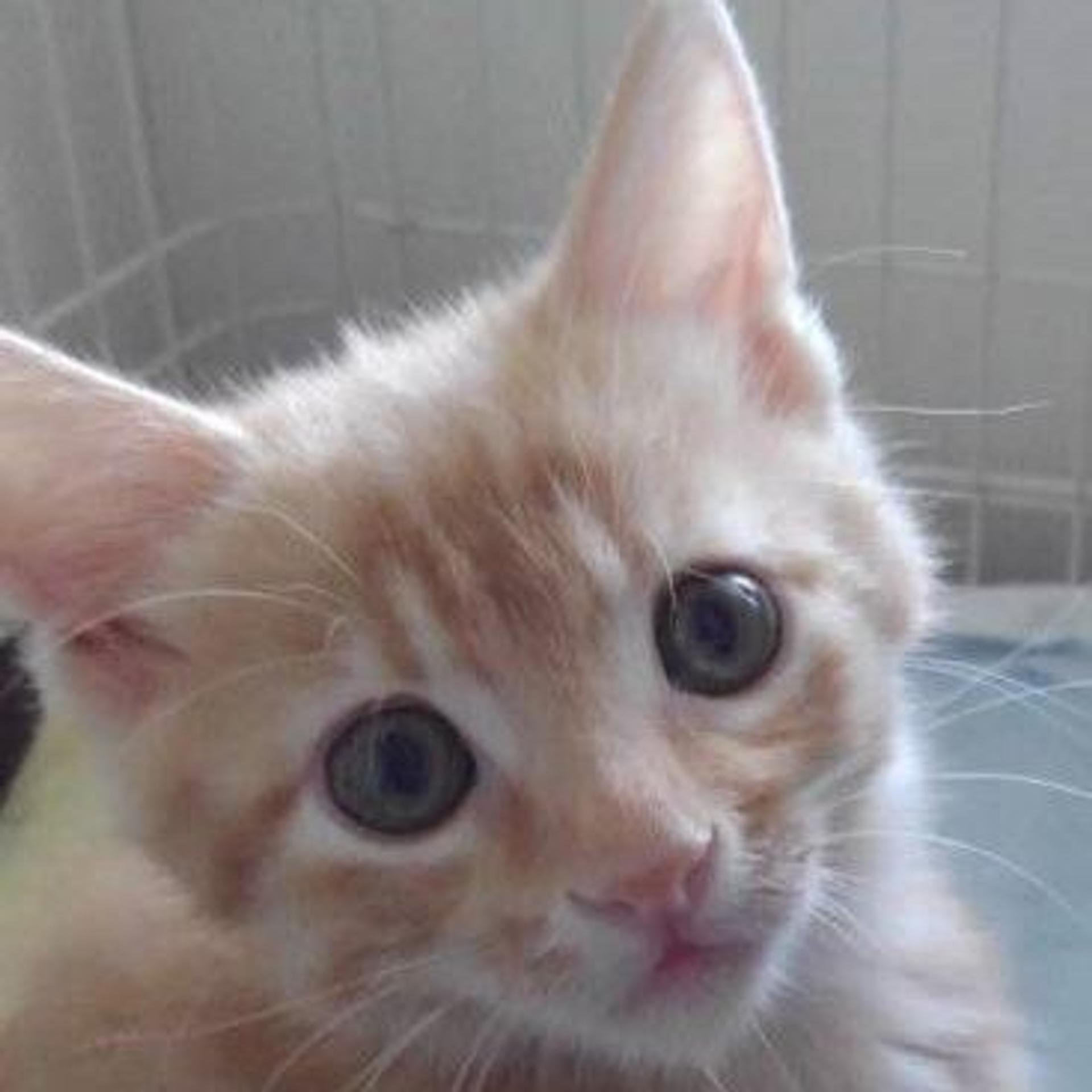 pet-image-2