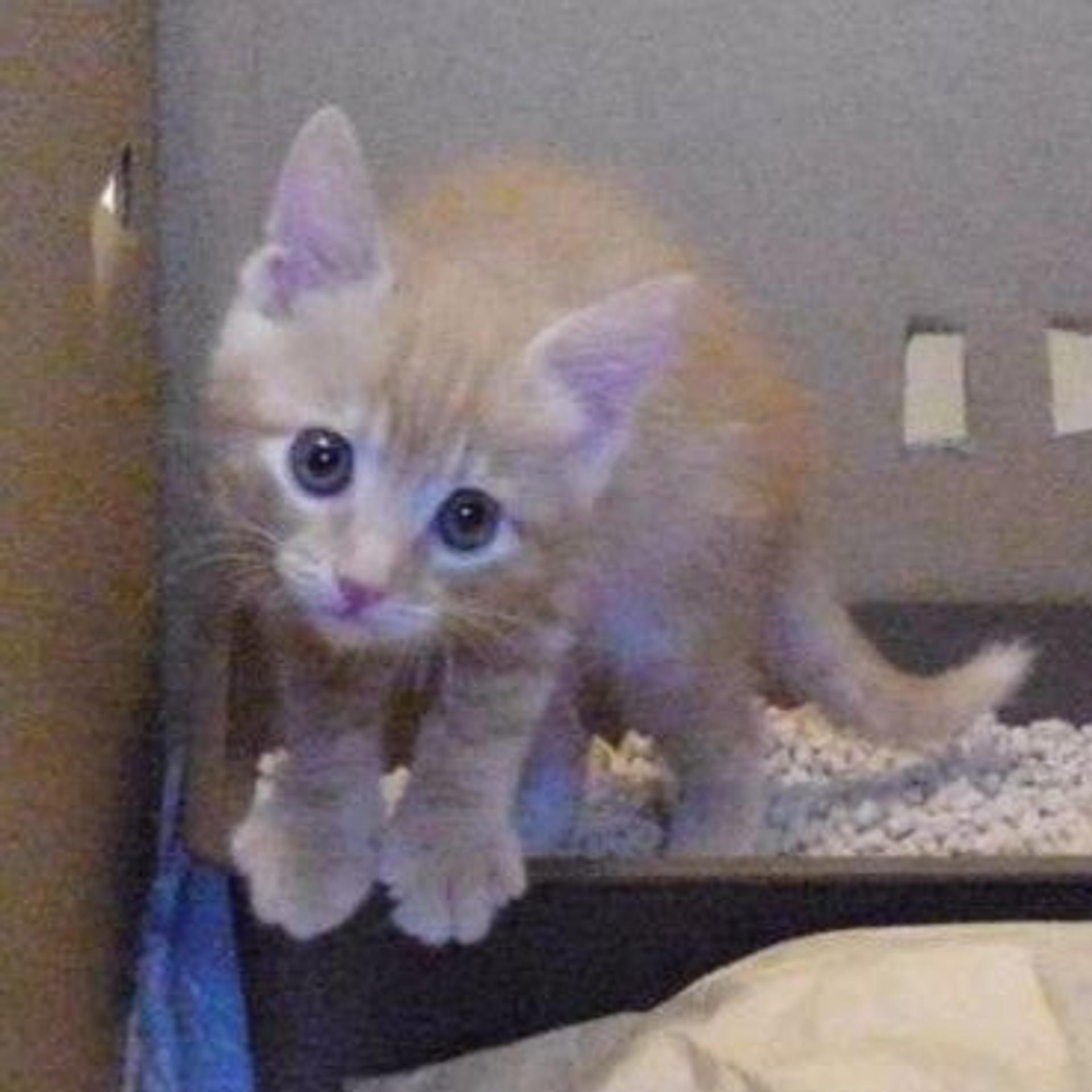 pet-image-3