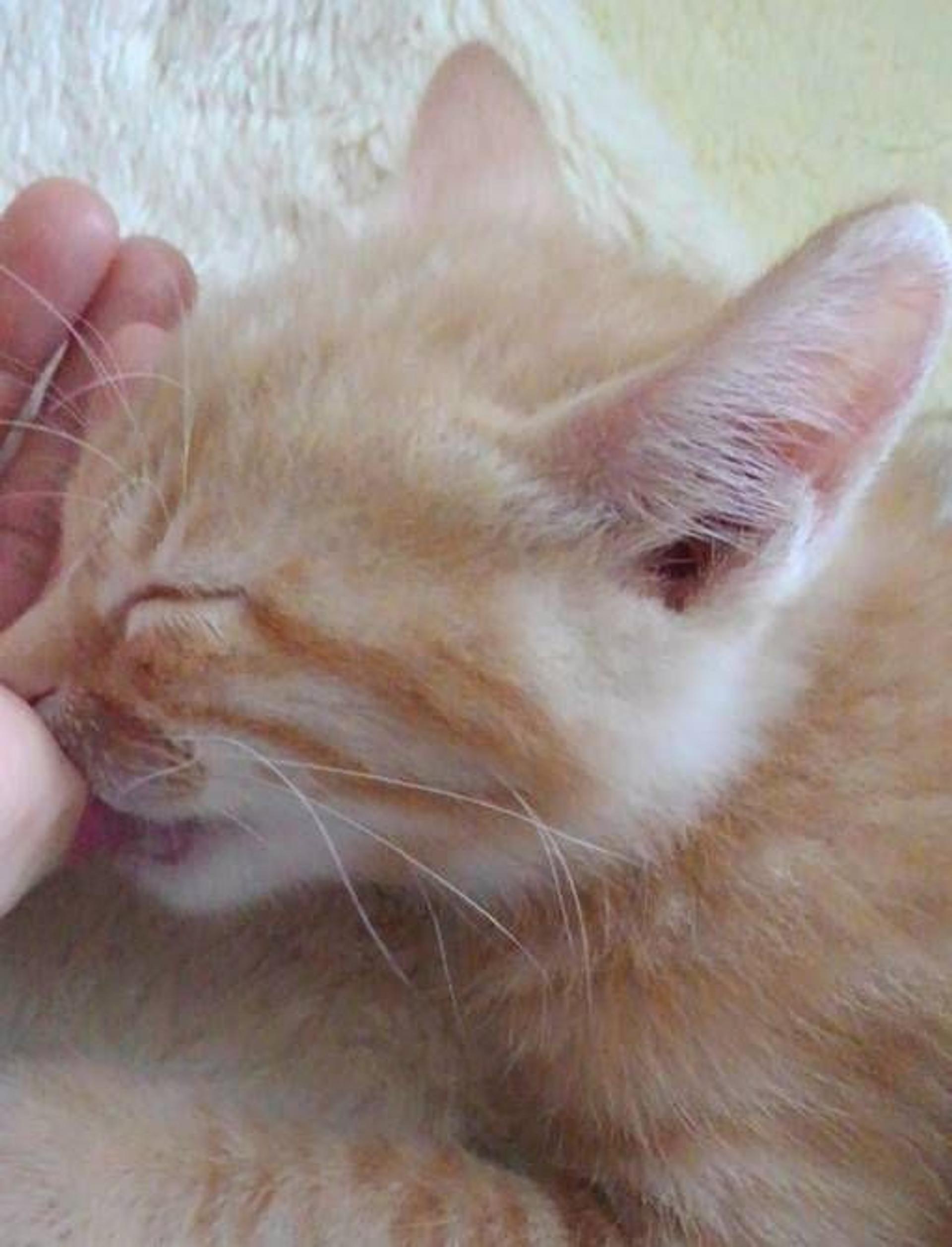 pet-image-7