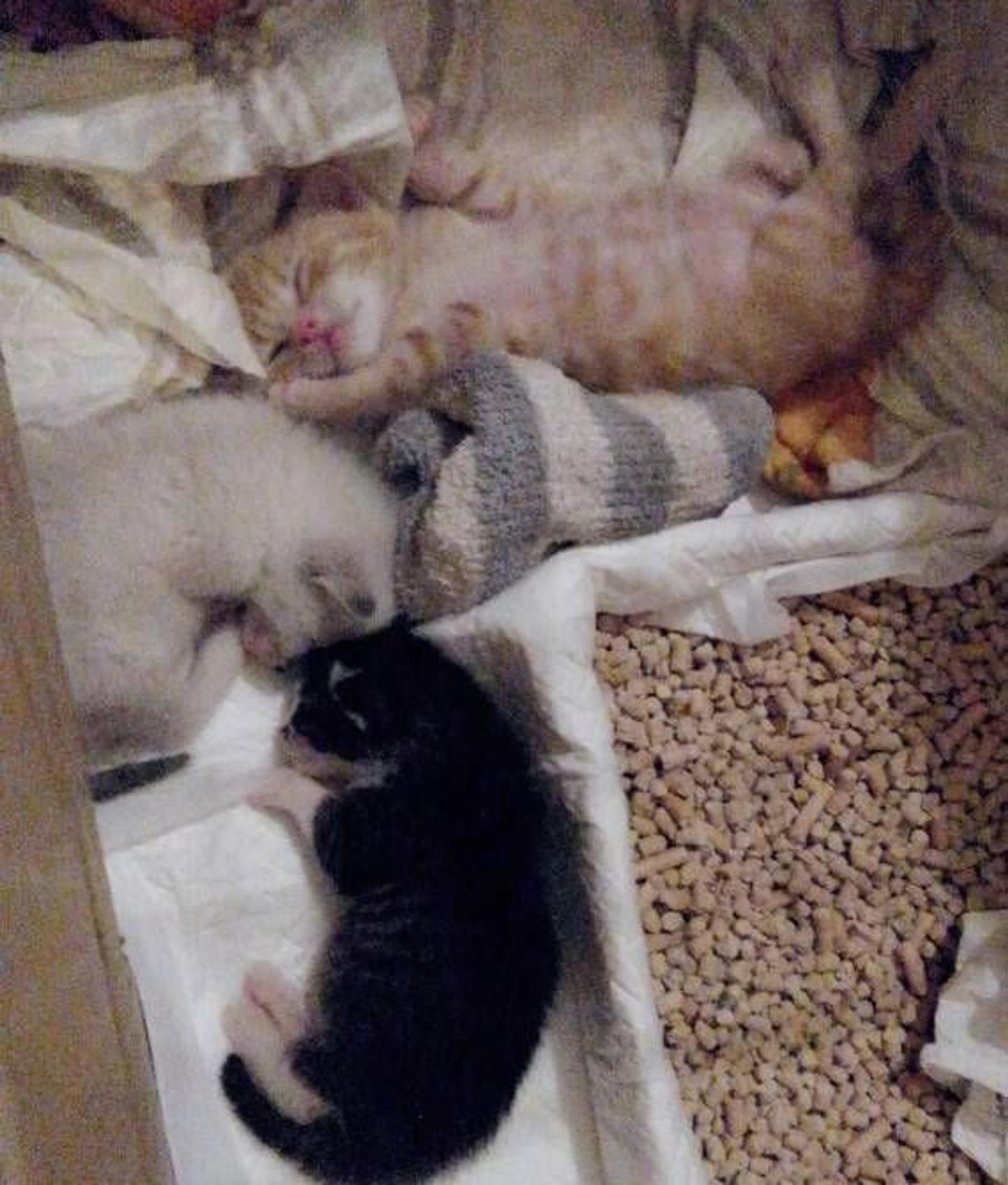 pet-image-9