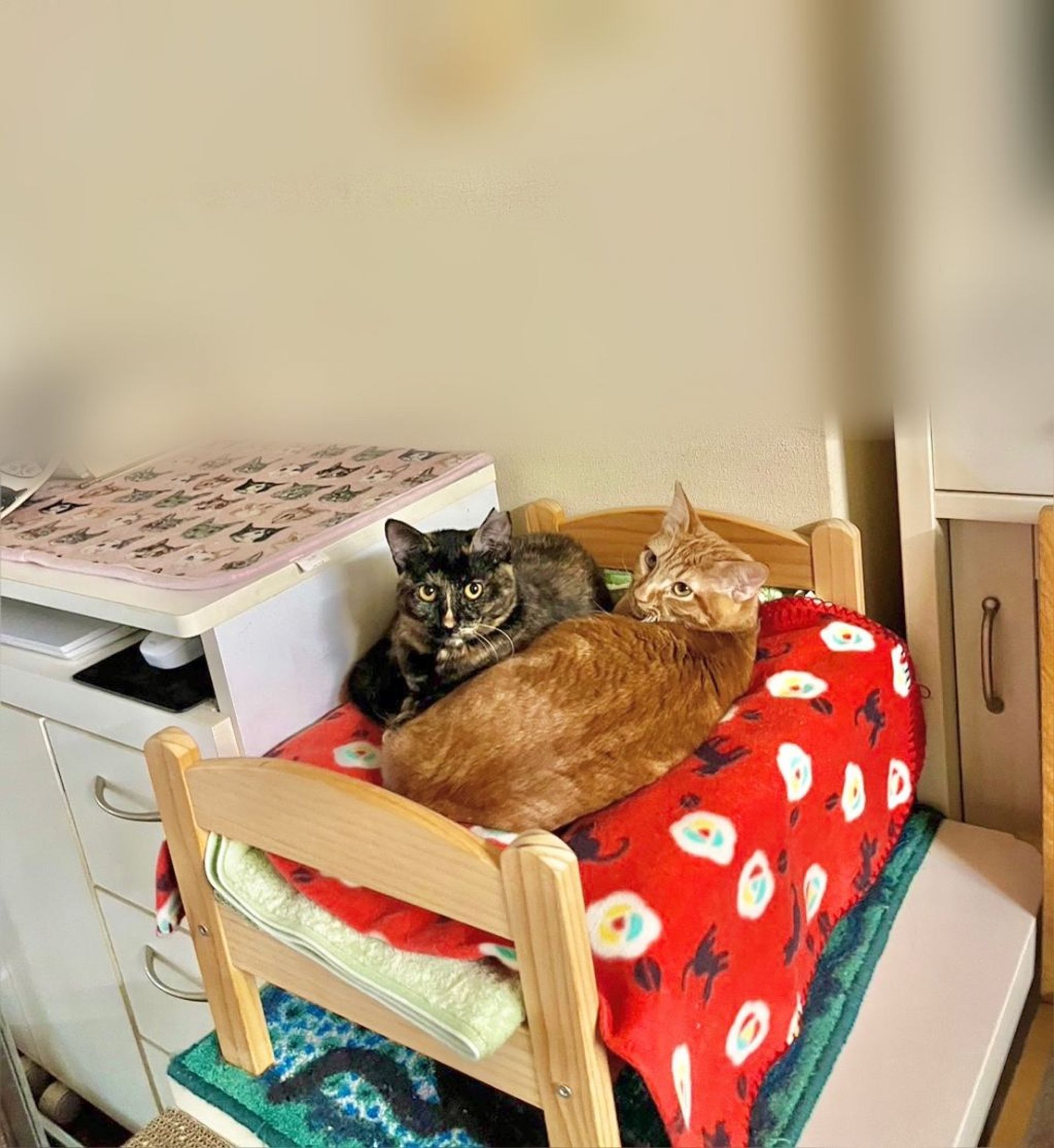 雑種（ミックス猫）・オスの里親募集の写真