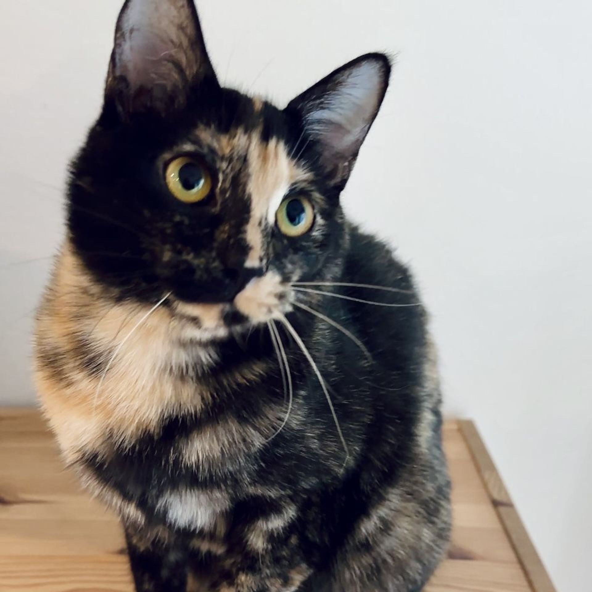 雑種（ミックス猫）・メスの里親募集の写真