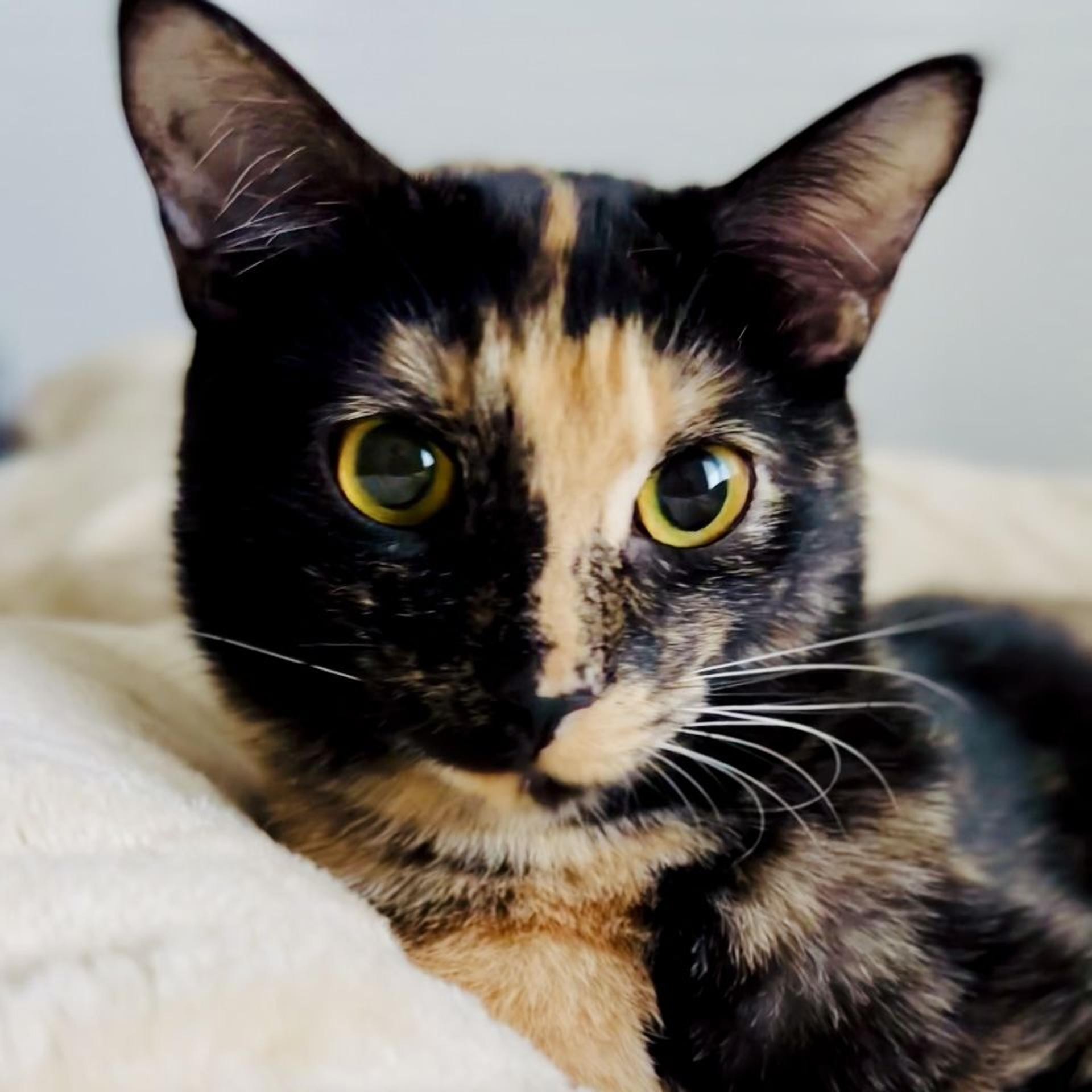 pet-image-9