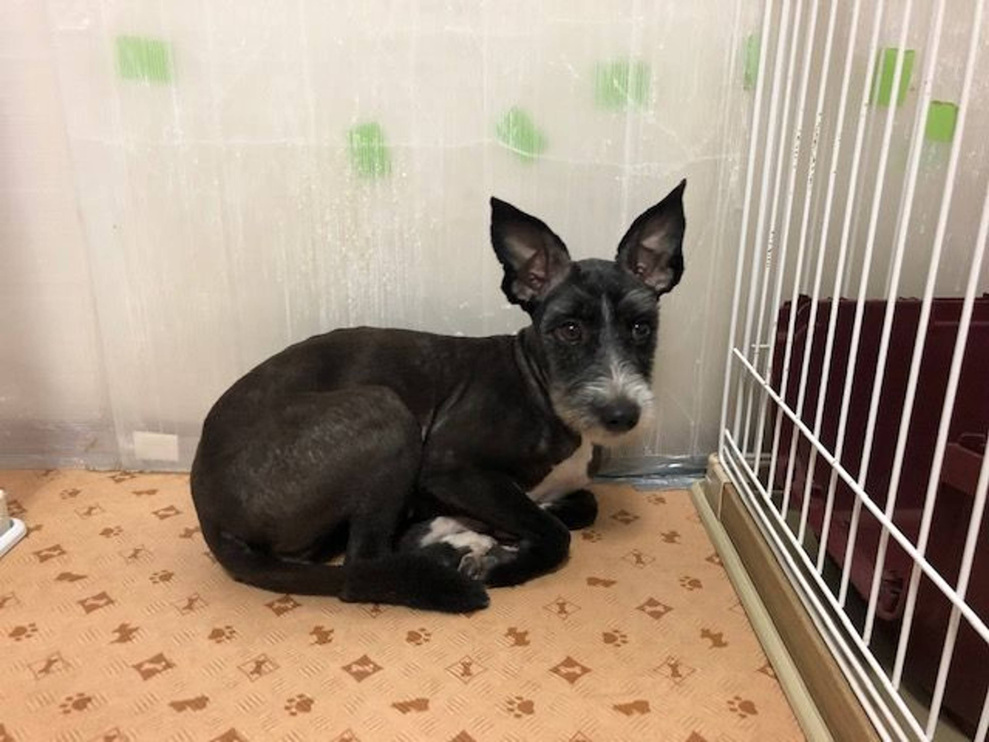 雑種（ミックス犬）・メスの里親募集の写真