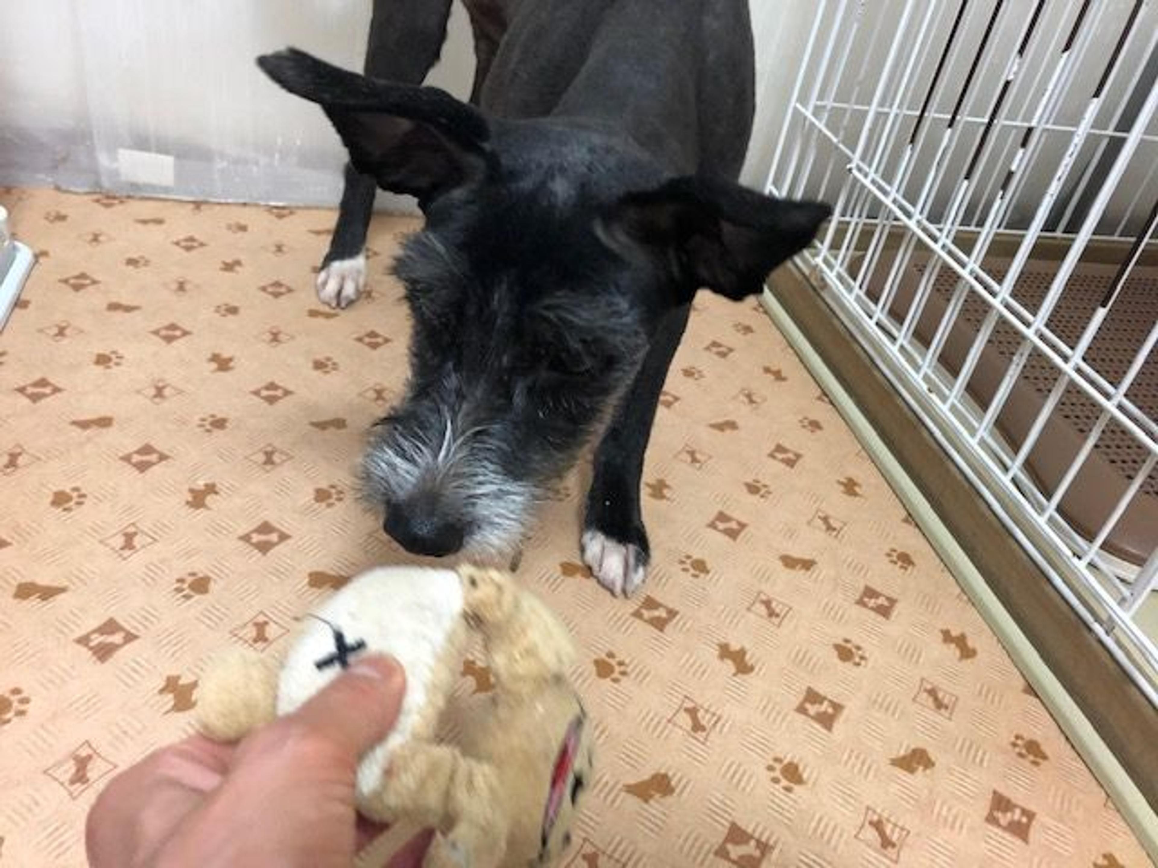 pet-image-3