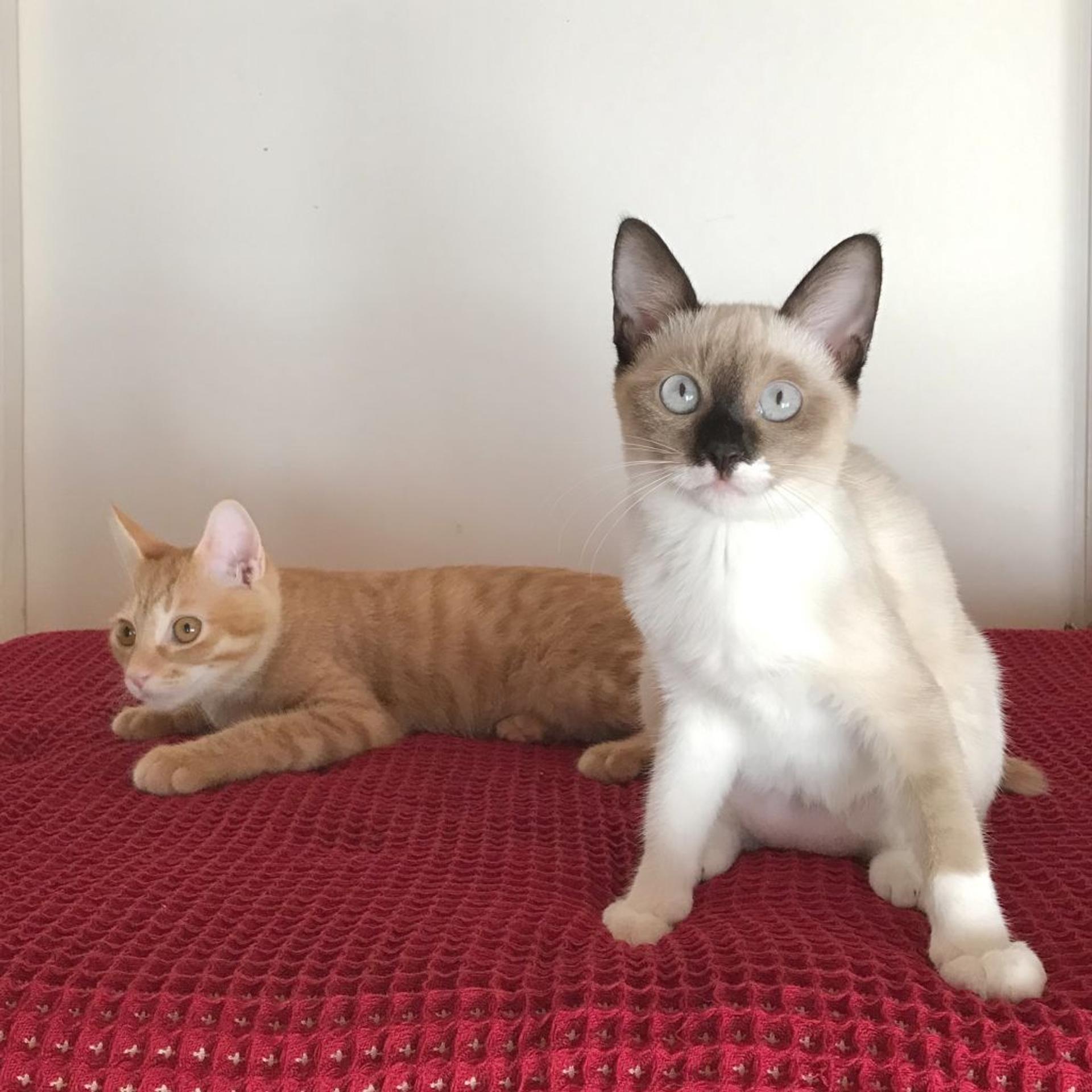 pet-image-6