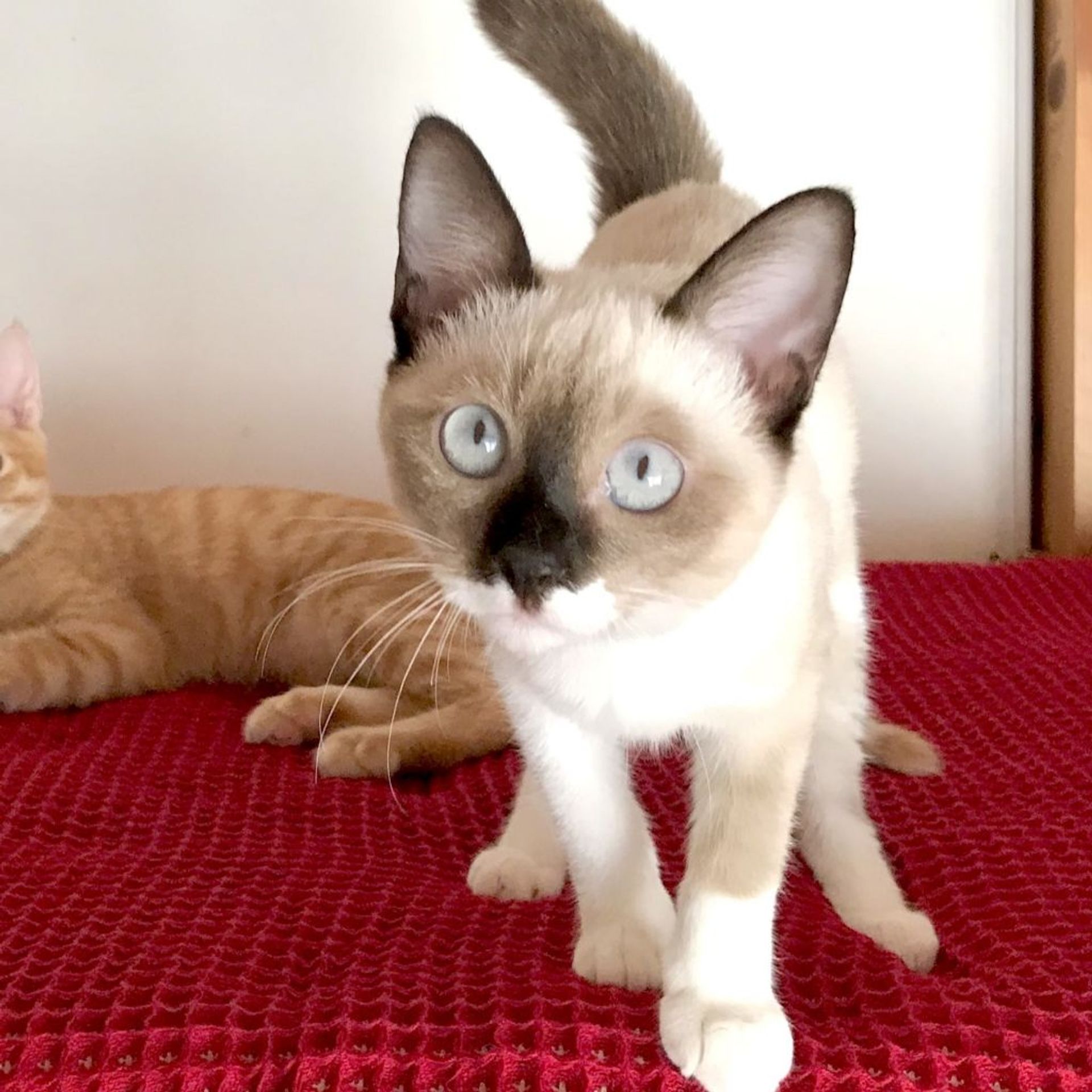 雑種（ミックス猫）・メスの里親募集の写真