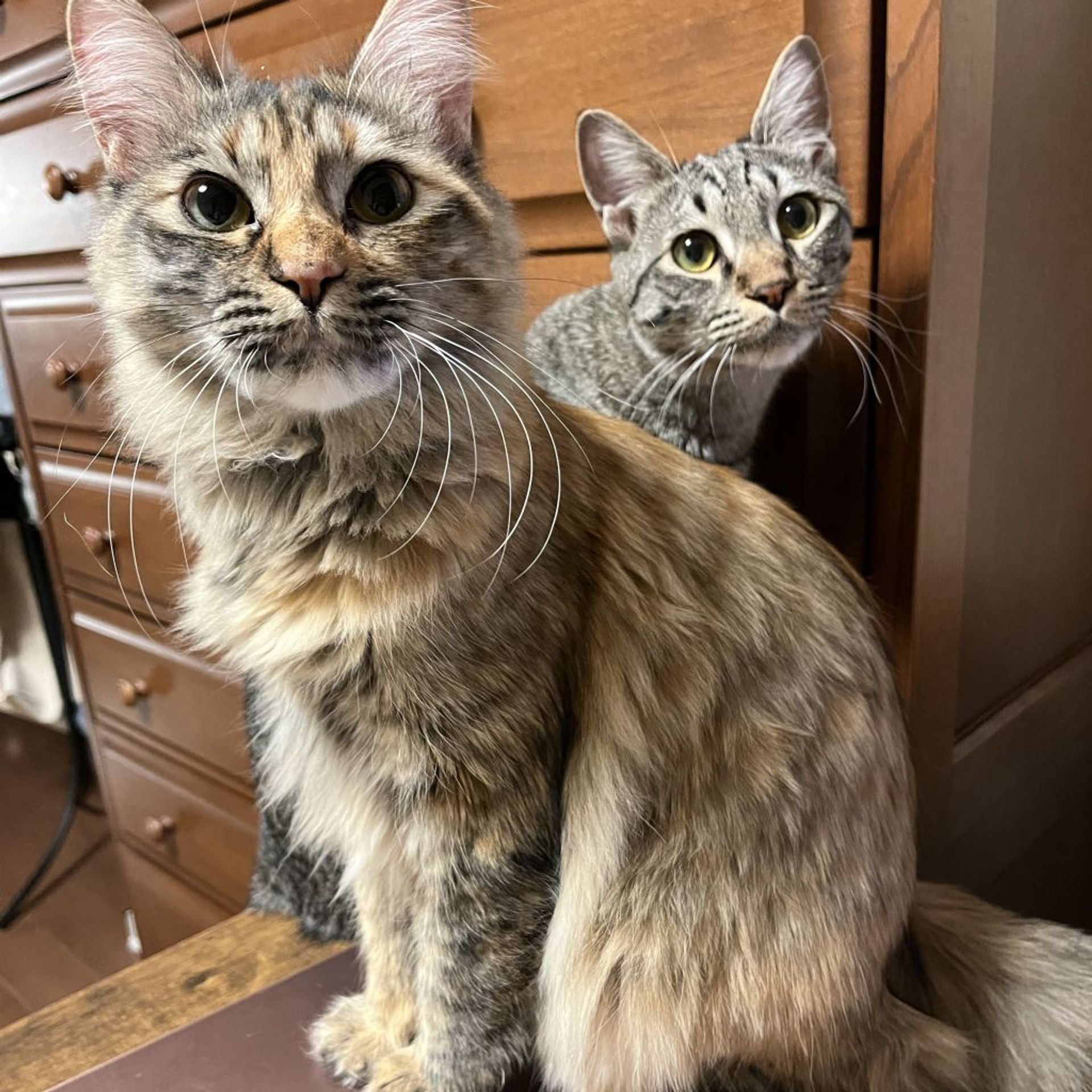 雑種（ミックス猫）・メスの里親募集の写真