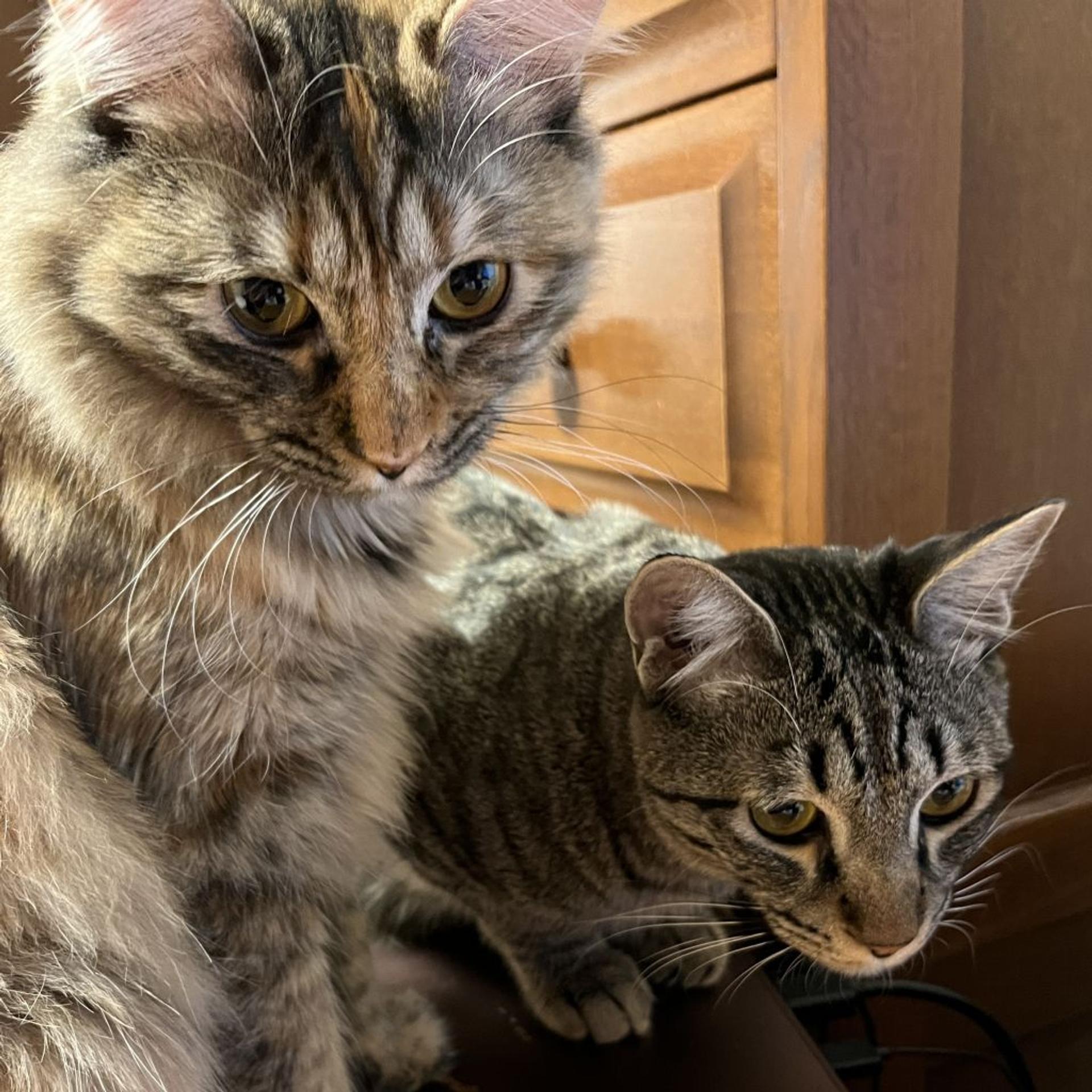pet-image-3