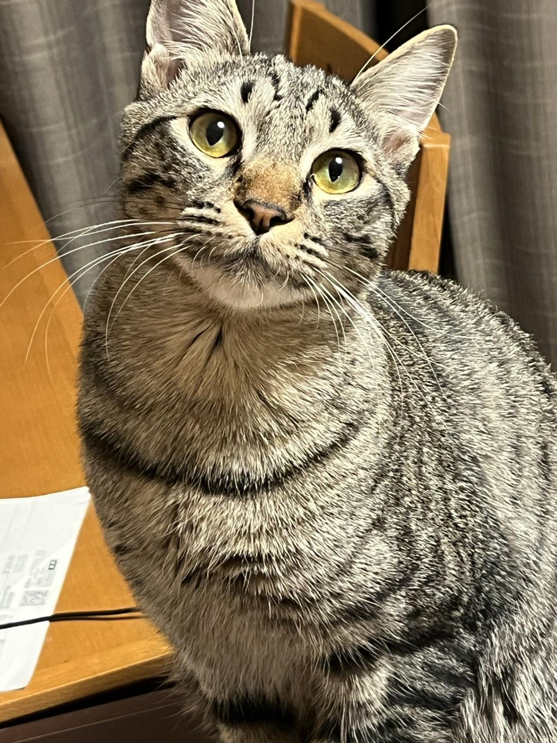 pet-image-4