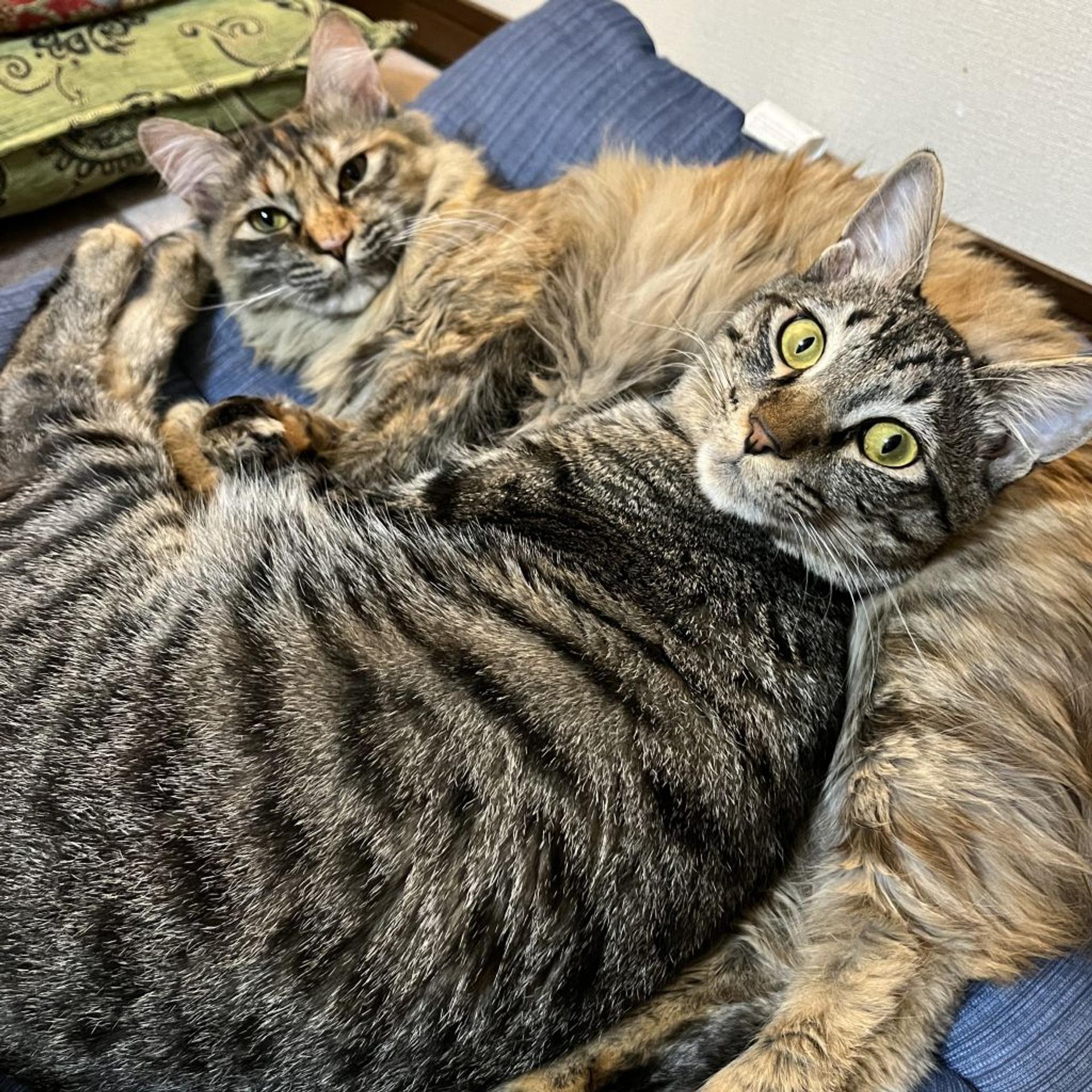 pet-image-6