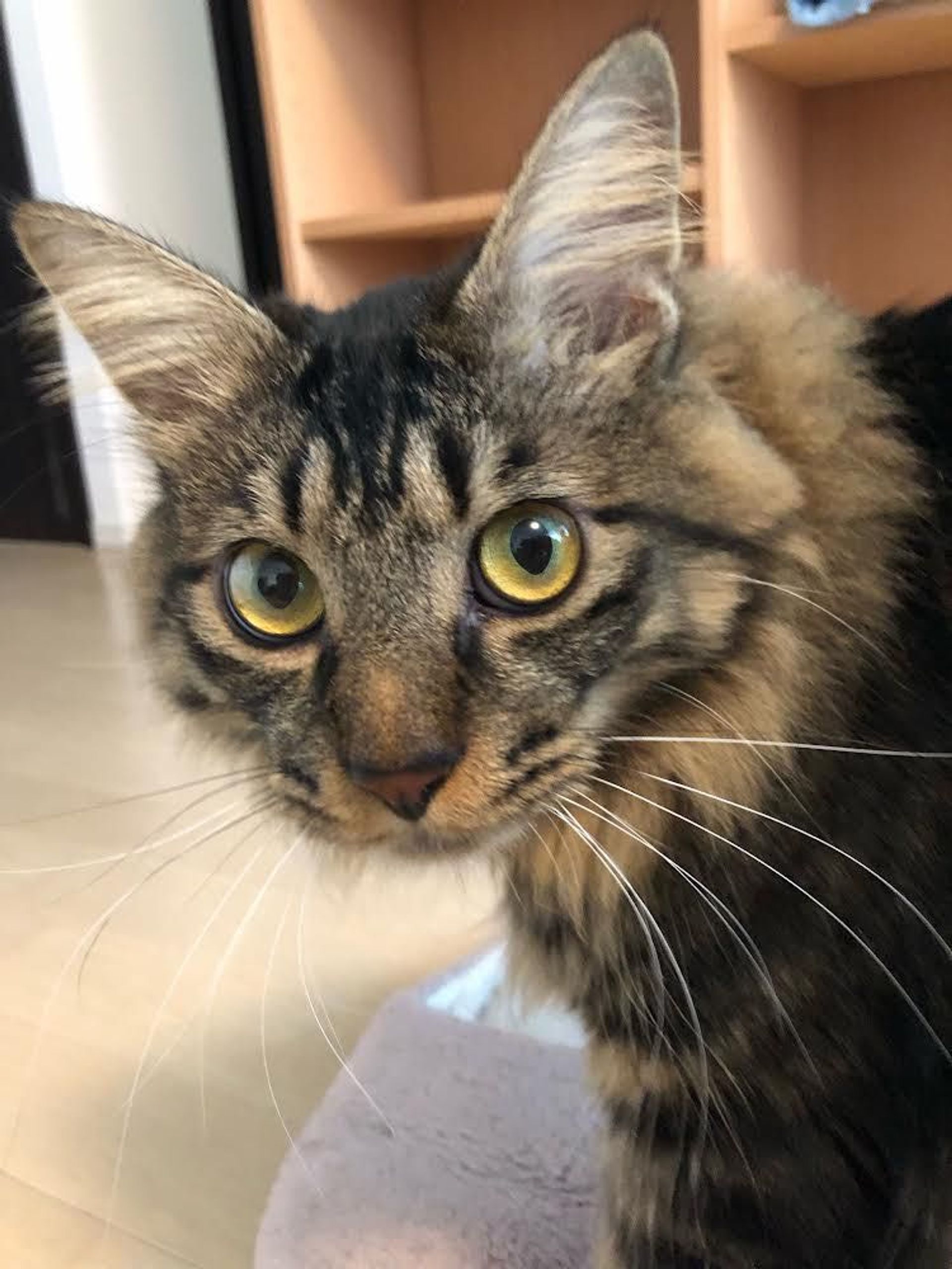 雑種（ミックス猫）・オスの里親募集の写真