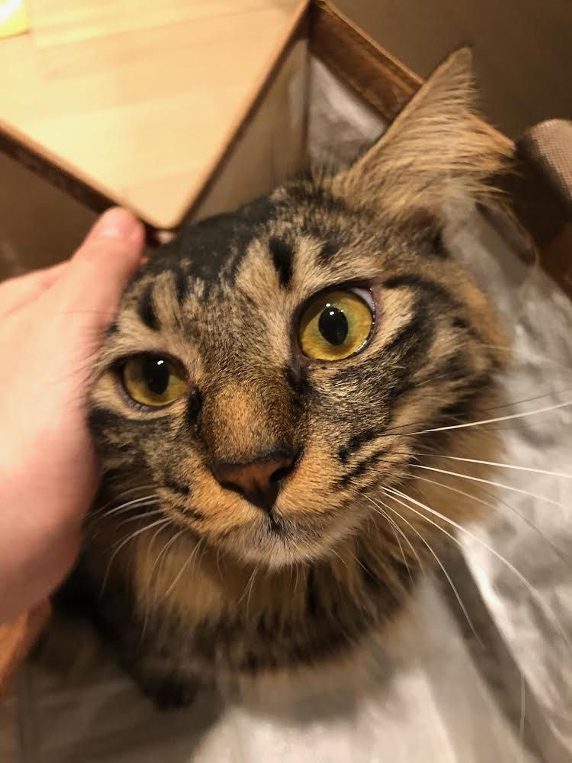 pet-image-3