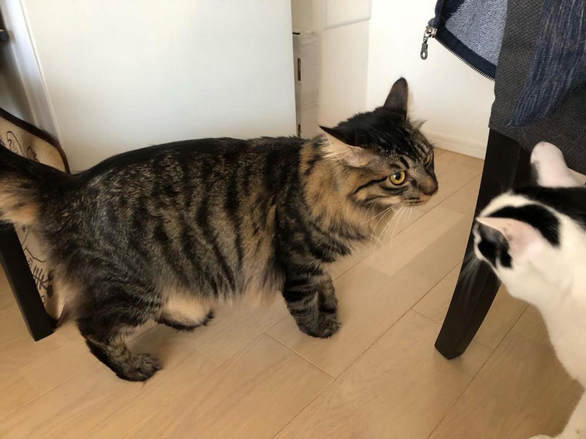 pet-image-6